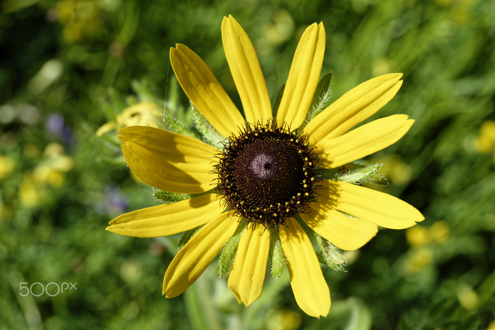 Nikon AF-S Micro-Nikkor 60mm F2.8G ED sample photo. Yellow summer flower photography