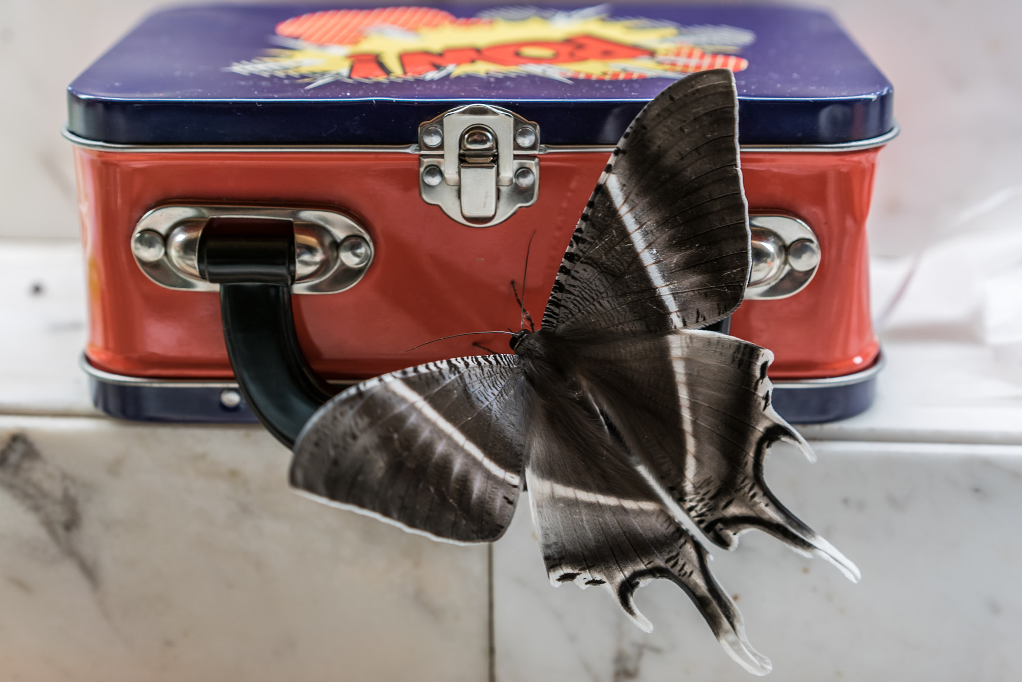 Sony a7S II + Sony Sonnar T* FE 55mm F1.8 ZA sample photo. Large tropical swallowtail moth photography