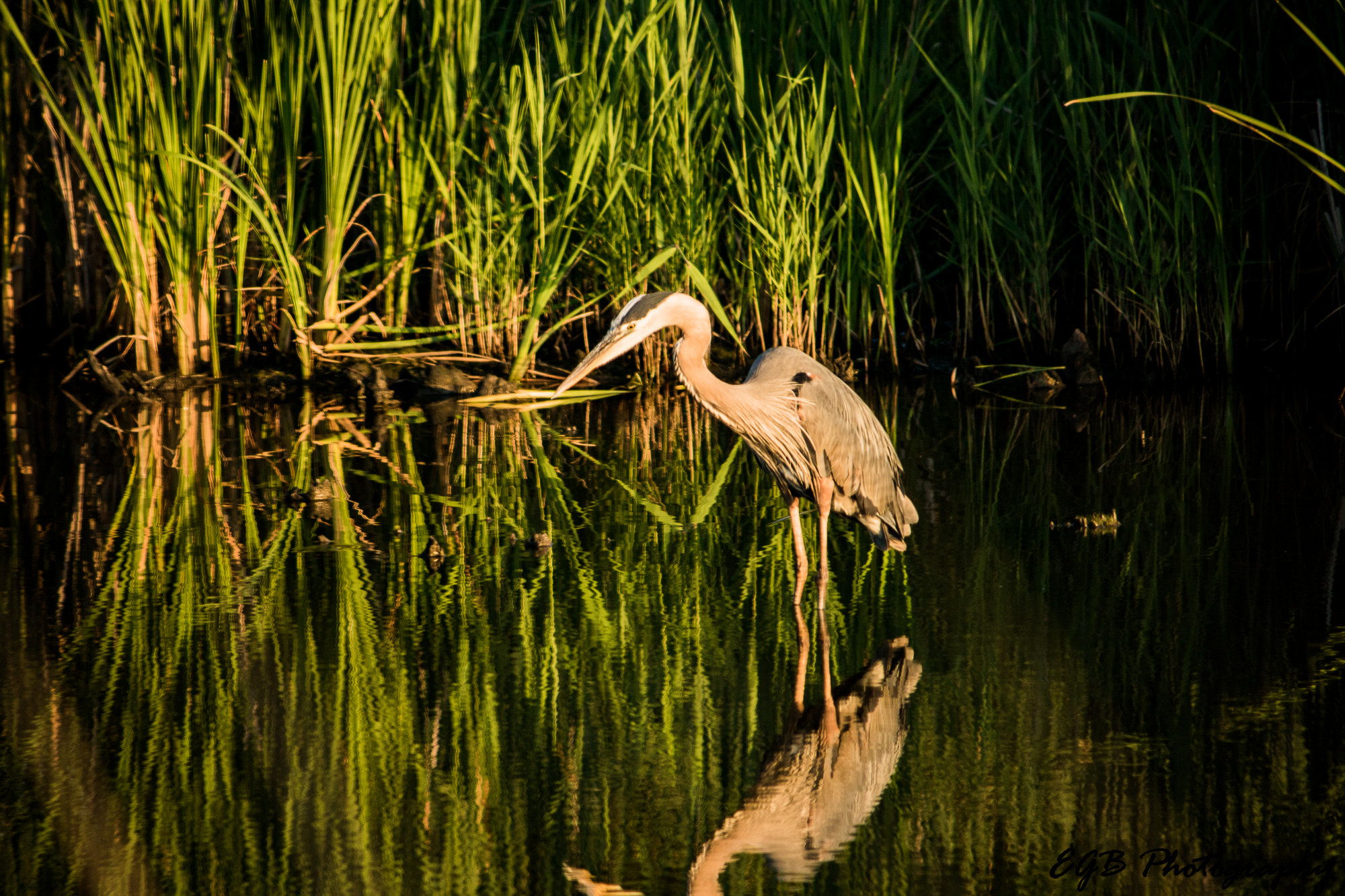 Canon EF-S 55-250mm F4-5.6 IS sample photo. Blue heron photography