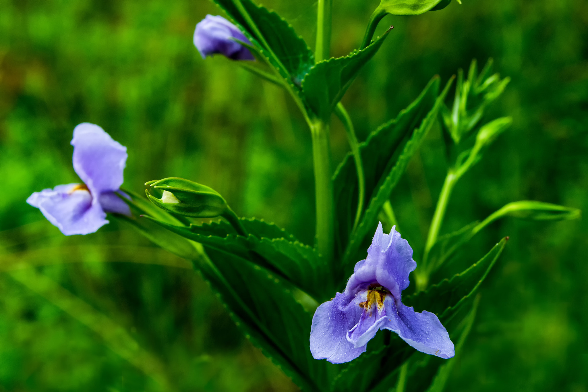 Pentax K-3 II sample photo. Flowers photography