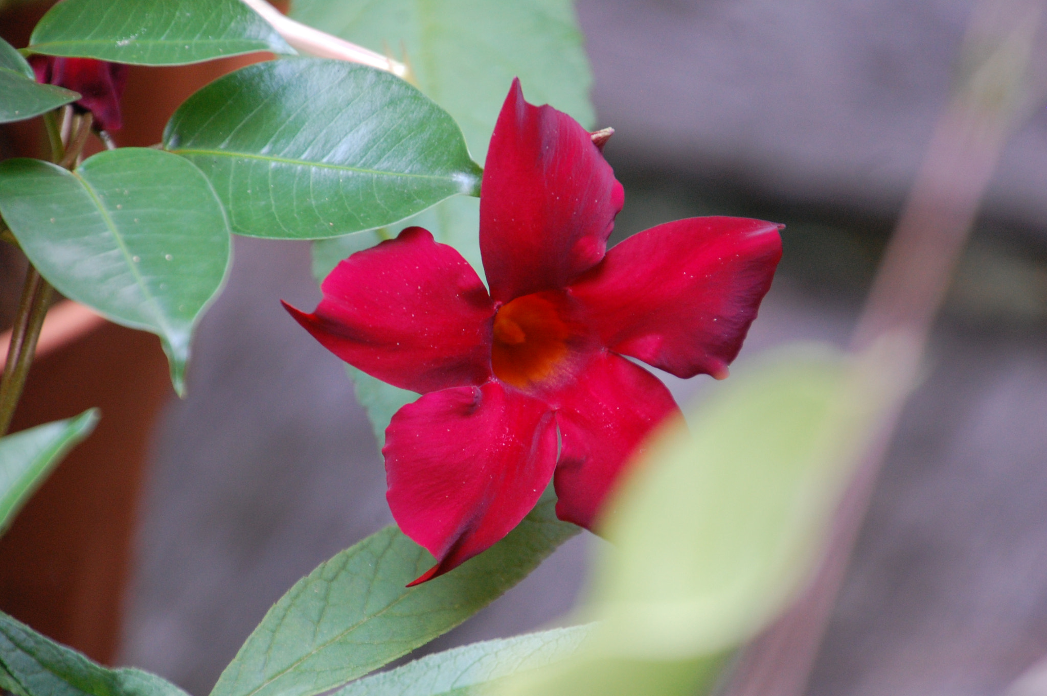 Nikon D40 sample photo