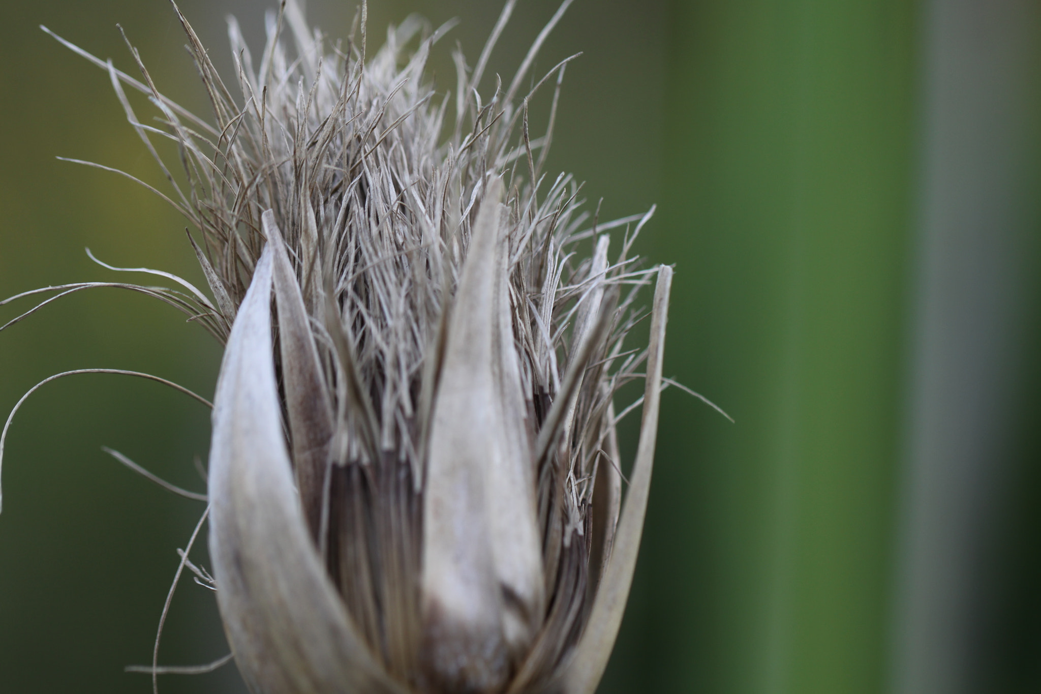 Canon EOS 50D + Canon EF 100mm F2.8L Macro IS USM sample photo. Flor seca photography