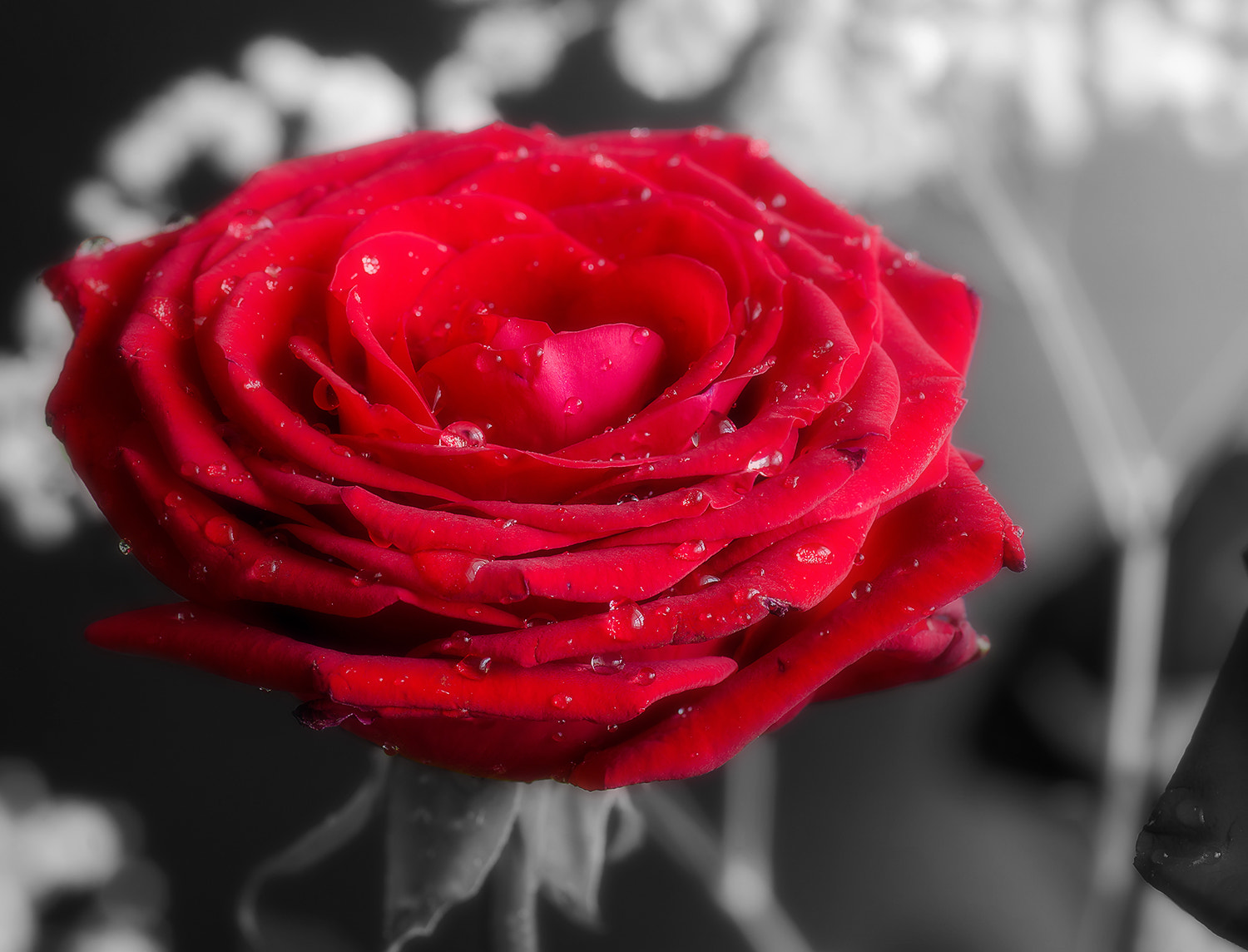 Sony Alpha DSLR-A850 + Minolta AF 100mm F2.8 Macro [New] sample photo. Red rose. photography