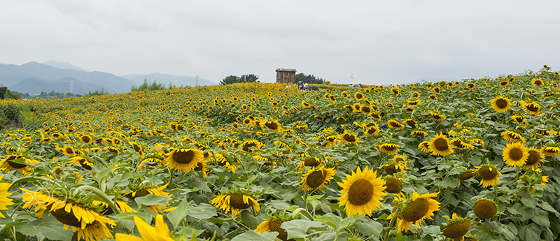 Nikon D3 + Nikon AF-S Nikkor 35mm F1.4G sample photo. Sunflower fastival photography