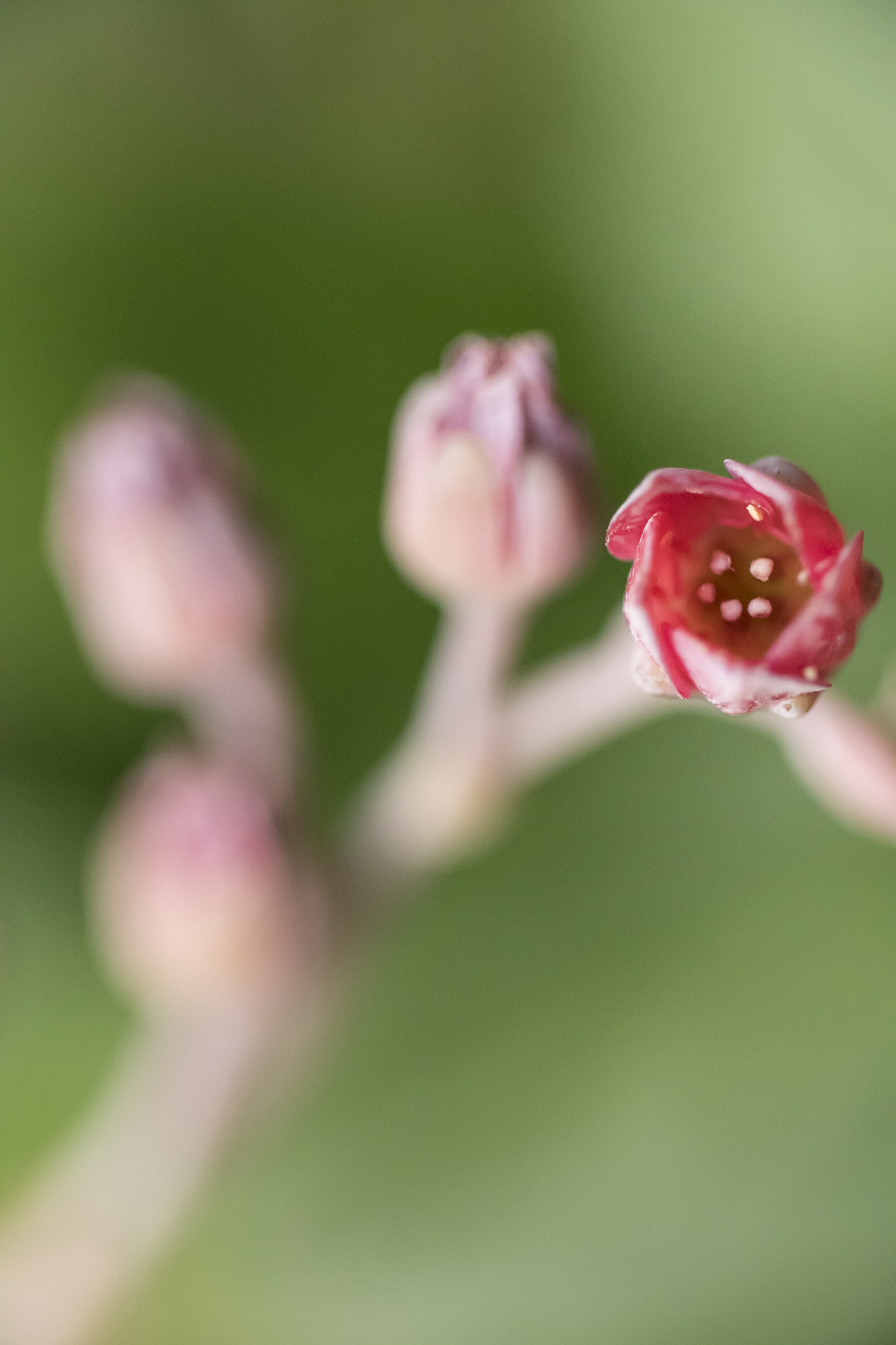 Panasonic Lumix DMC-GH4 + Canon EF 100mm F2.8L Macro IS USM sample photo. Echeveria photography