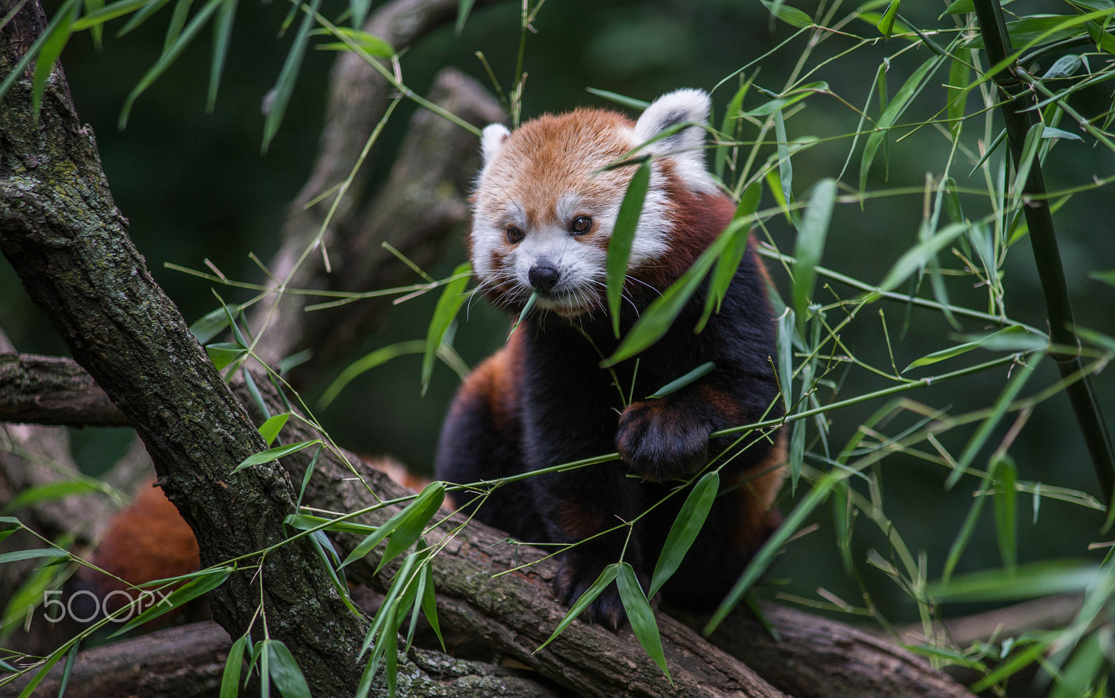 Minolta AF 80-200mm F2.8 HS-APO G sample photo. Red panda photography