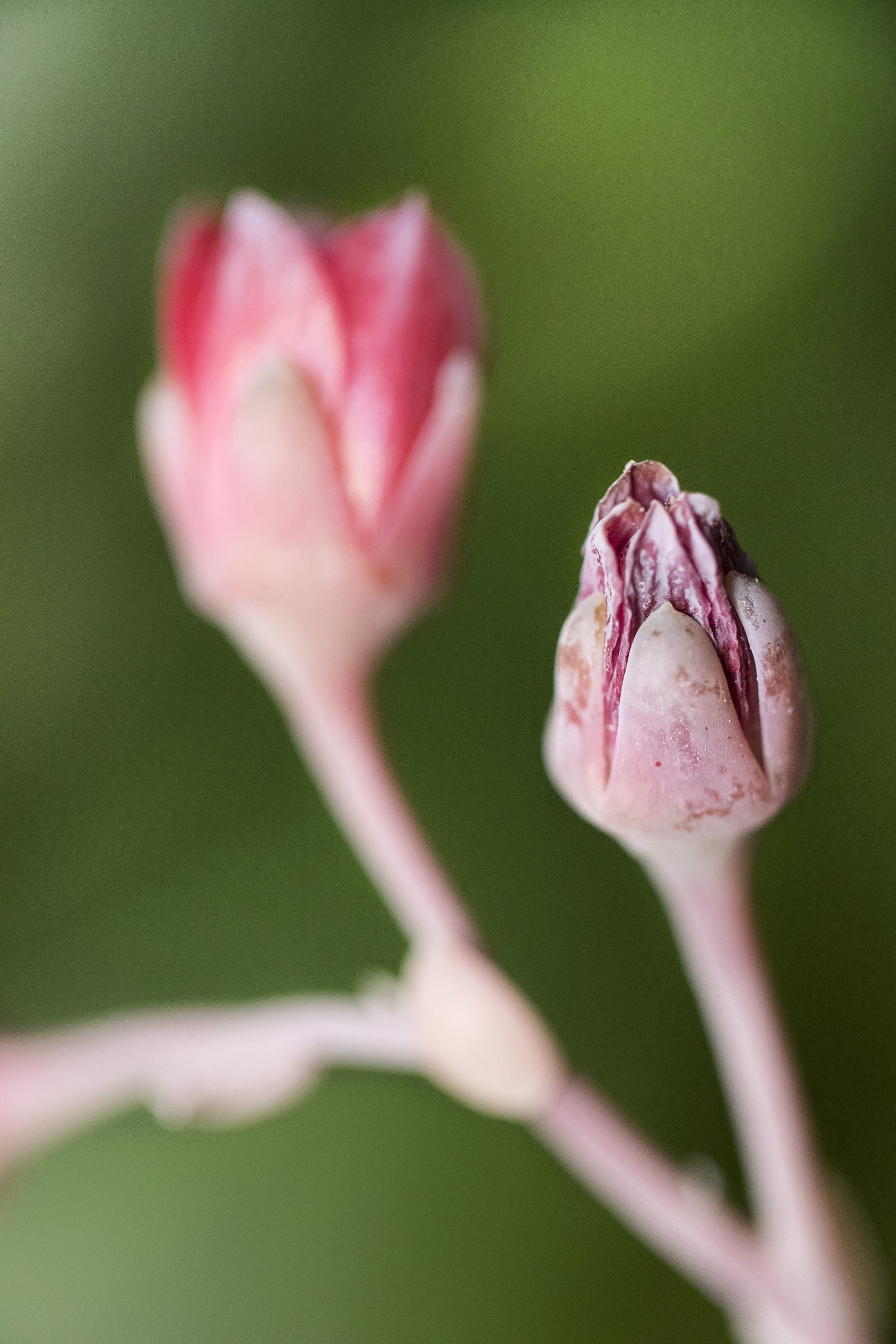 Canon EF 100mm F2.8L Macro IS USM sample photo. Echeveria photography