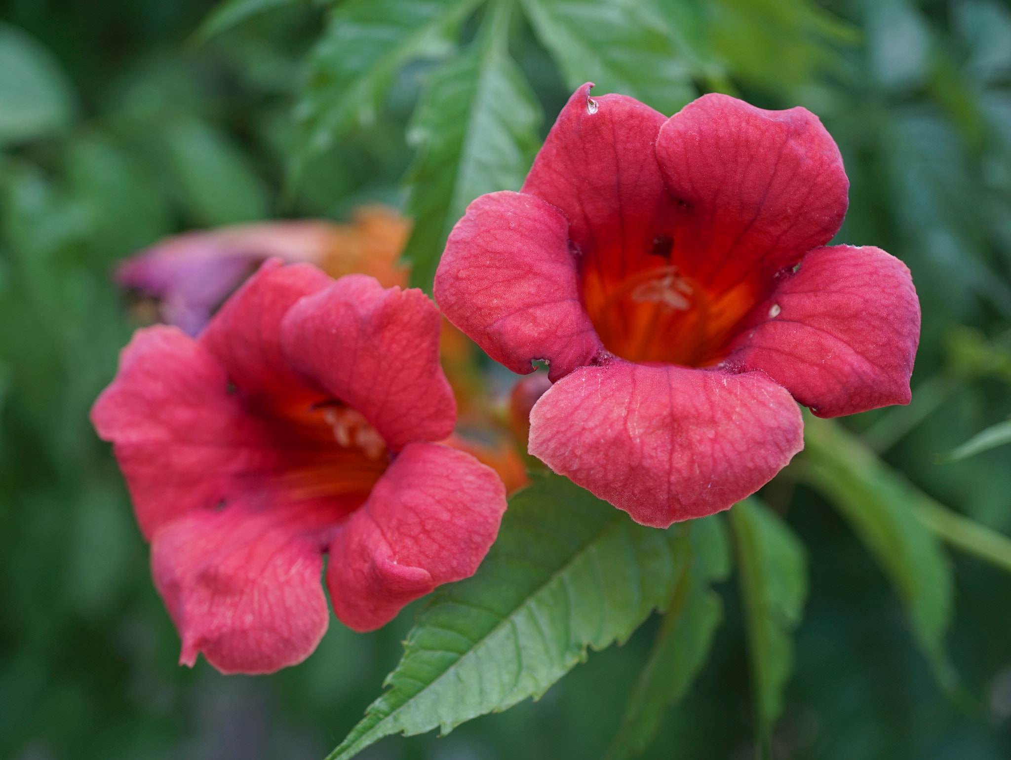 Sony a6000 + Sony E 30mm F3.5 sample photo. Campsis radicans photography