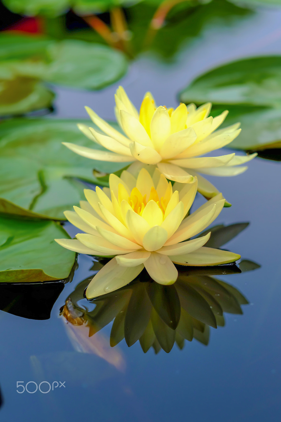 Fujifilm X-T1 + Fujifilm XF 56mm F1.2 R APD sample photo. Yellow water lily photography