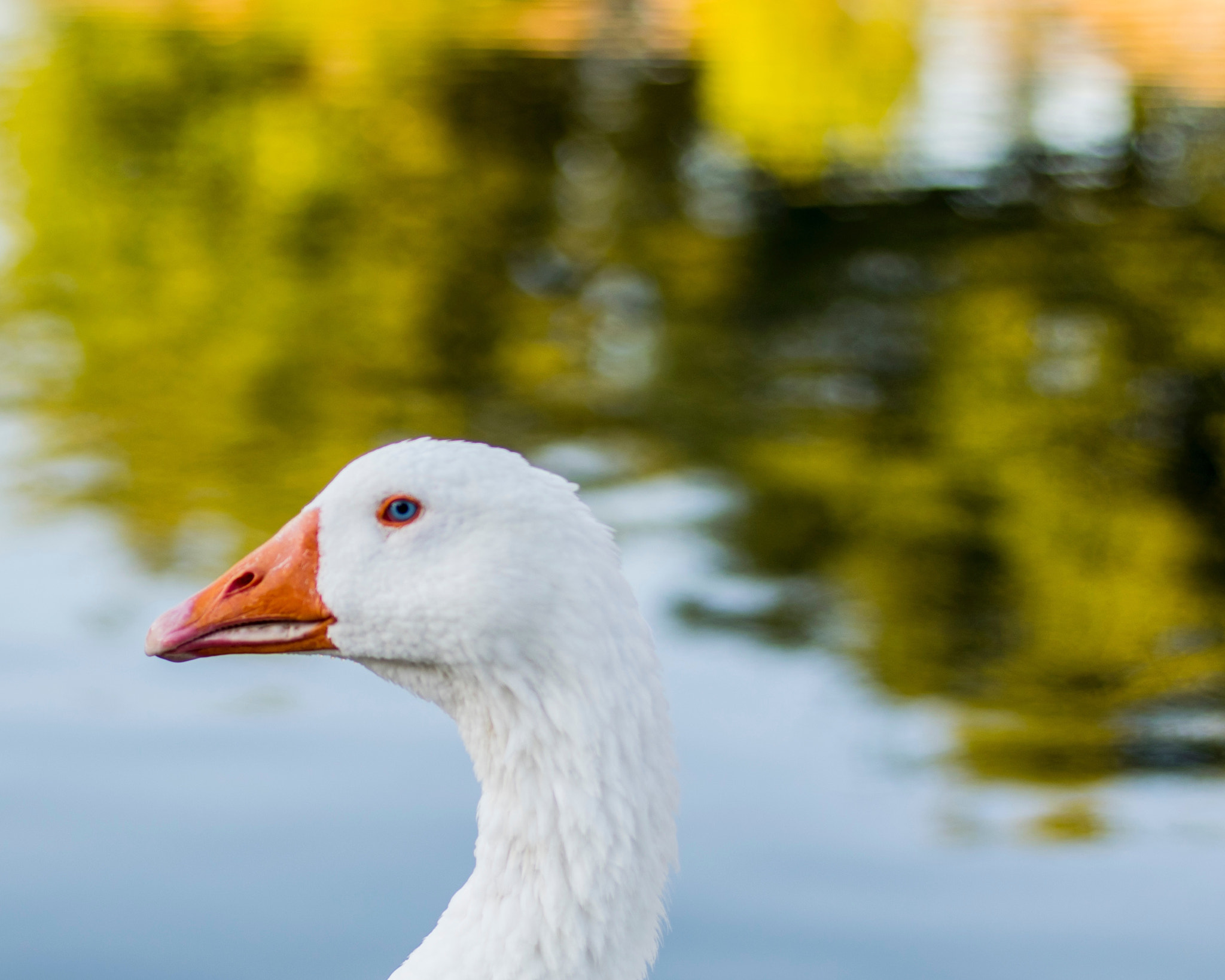 Nikon D3300 + AF Nikkor 50mm f/1.4 sample photo. Goose photography