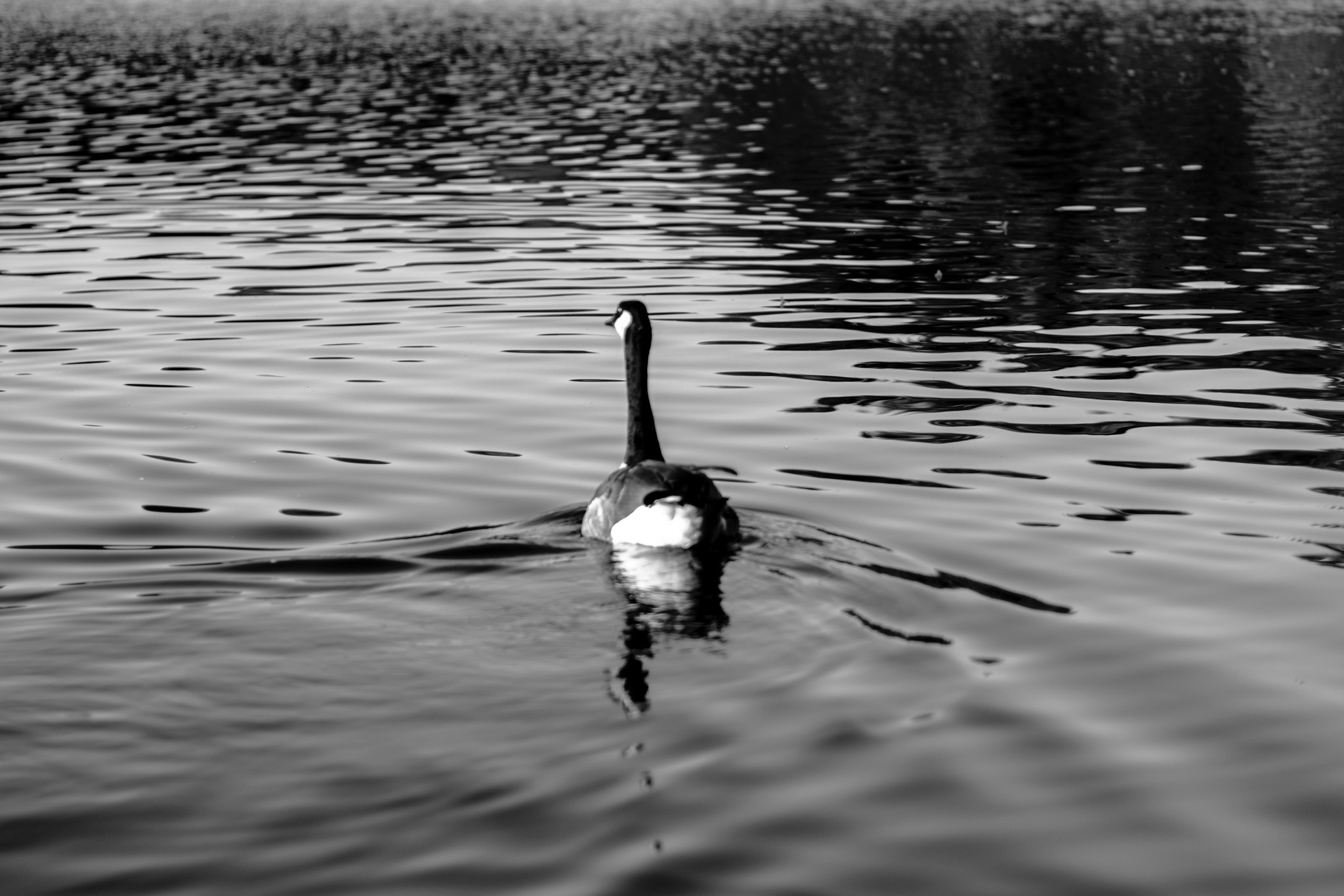 AF Nikkor 50mm f/1.4 sample photo. Duck photography