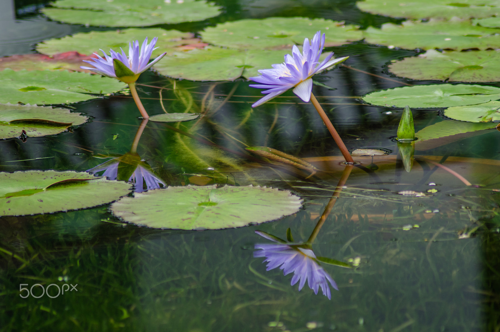 Tamron AF 70-300mm F4-5.6 Di LD Macro sample photo. Blue water lily photography