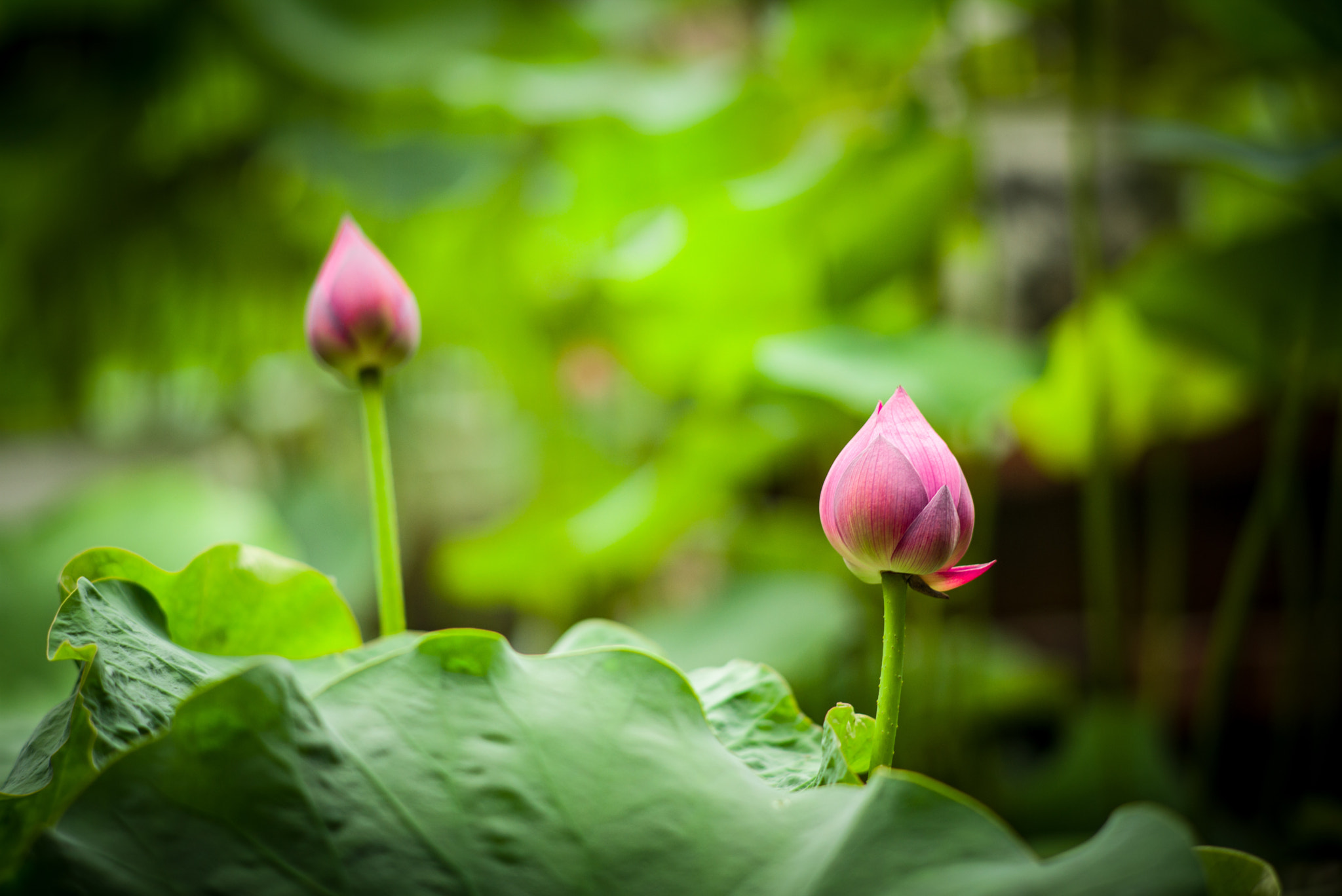 Leica Summarit-M 90mm F2.4 sample photo. Lotus flower in yangzhou, china photography