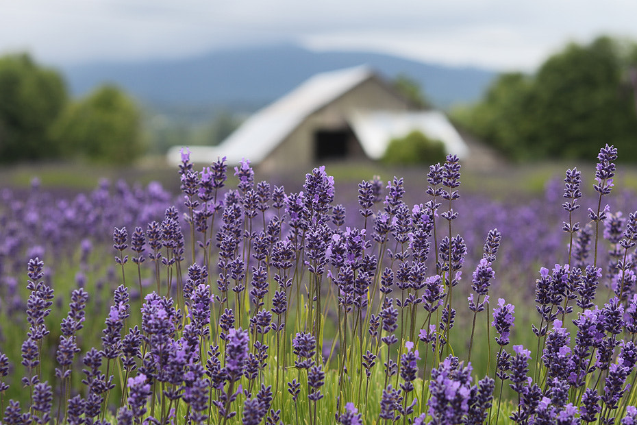 EF28-70mm f/2.8L USM sample photo. The lavender field photography