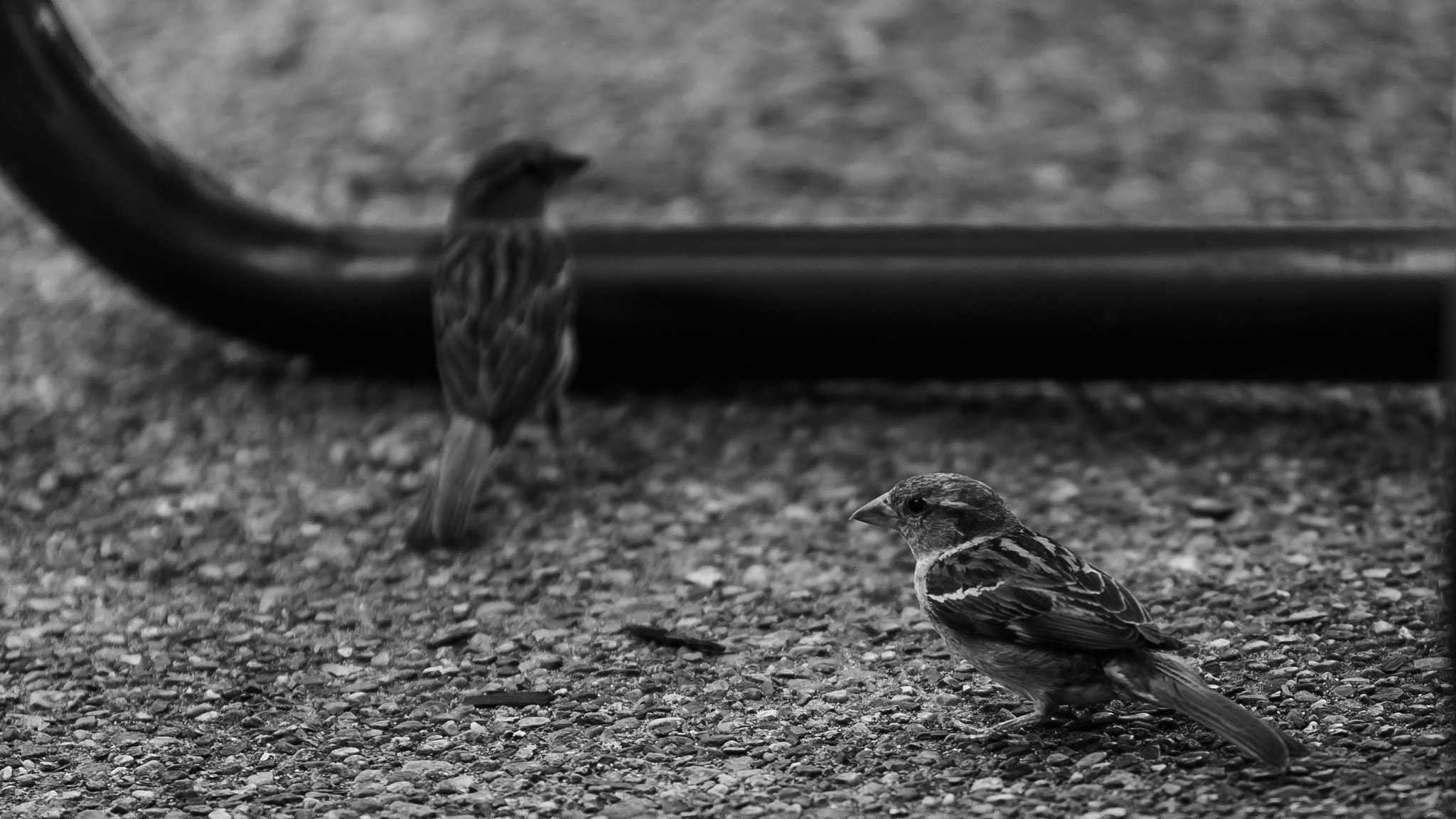 Canon EOS-1D Mark III sample photo. The birds photography