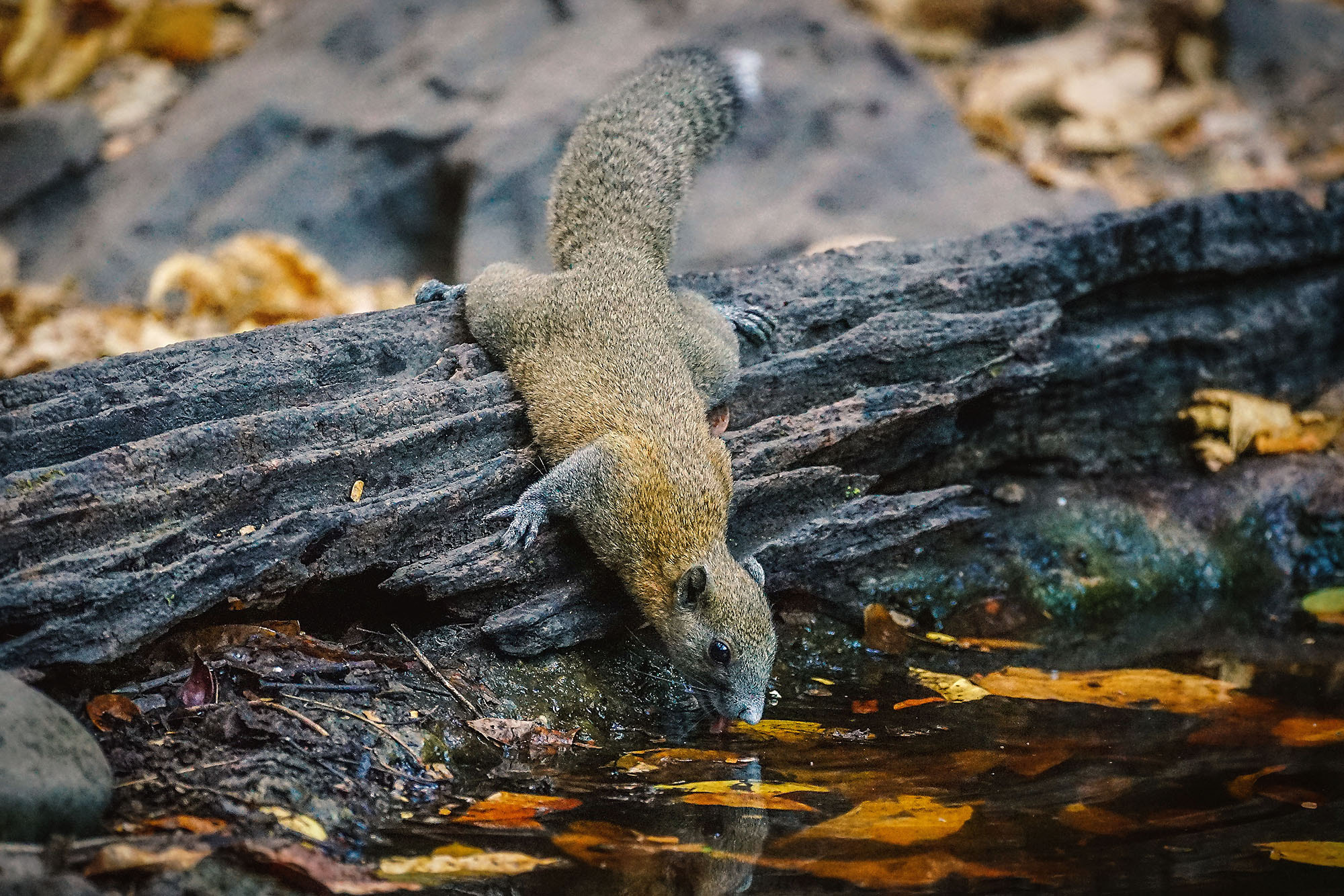Sony a7 II + Sony 70-300mm F4.5-5.6 G SSM sample photo. Gray-bellied squirrel photography
