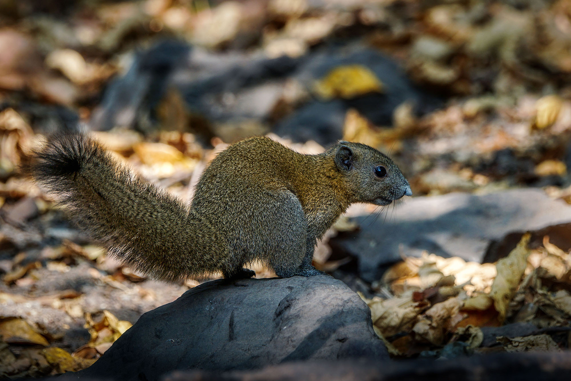 Sony ILCA-77M2 + Sony 70-400mm F4-5.6 G SSM II sample photo. Gray-bellied squirrel photography