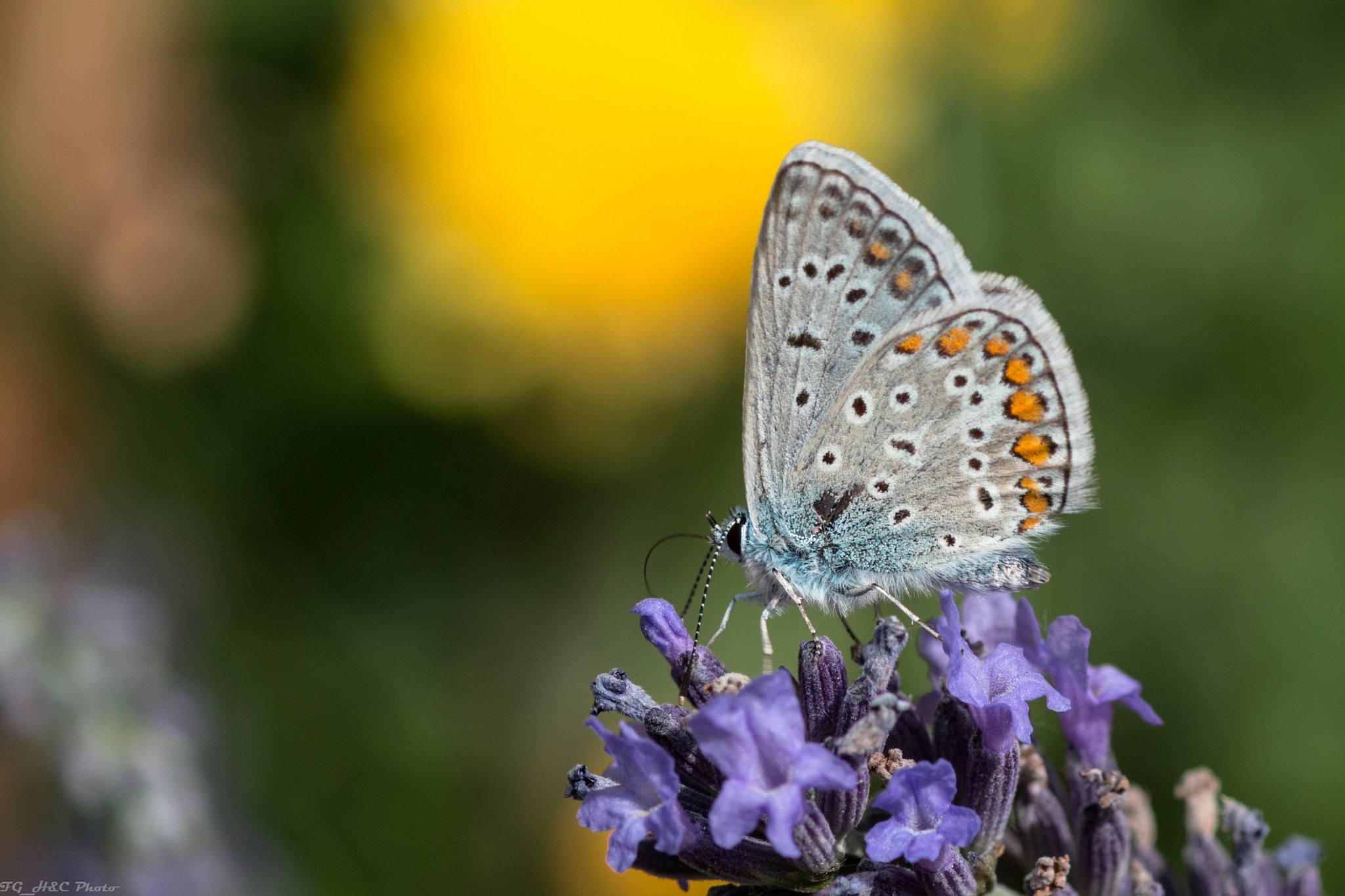 Canon EOS 70D + Canon EF 100mm F2.8 Macro USM sample photo. Butterfly with levander photography