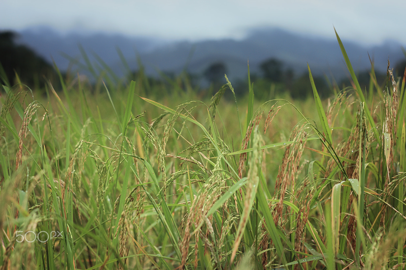 Canon EOS 450D (EOS Rebel XSi / EOS Kiss X2) + Canon EF 50mm F1.8 II sample photo. Rice fields and foggy morning with the dew. photography