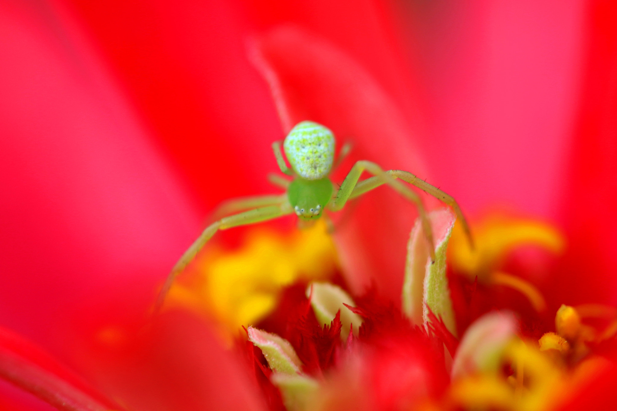Canon MP-E 65mm F2.5 1-5x Macro Photo sample photo. Colorful photography