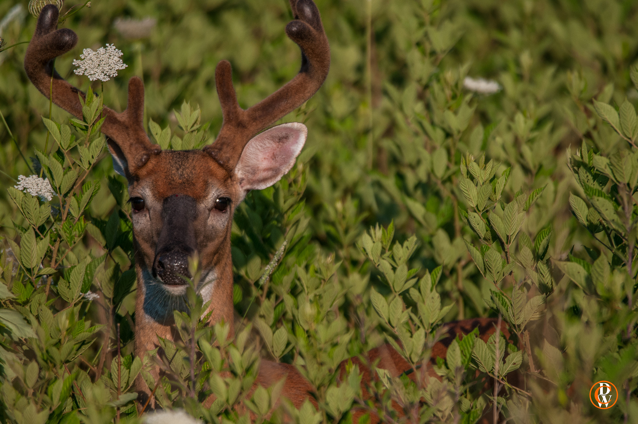 Sigma 150-600mm F5-6.3 DG OS HSM | S sample photo. Cades  cove national park photography photography