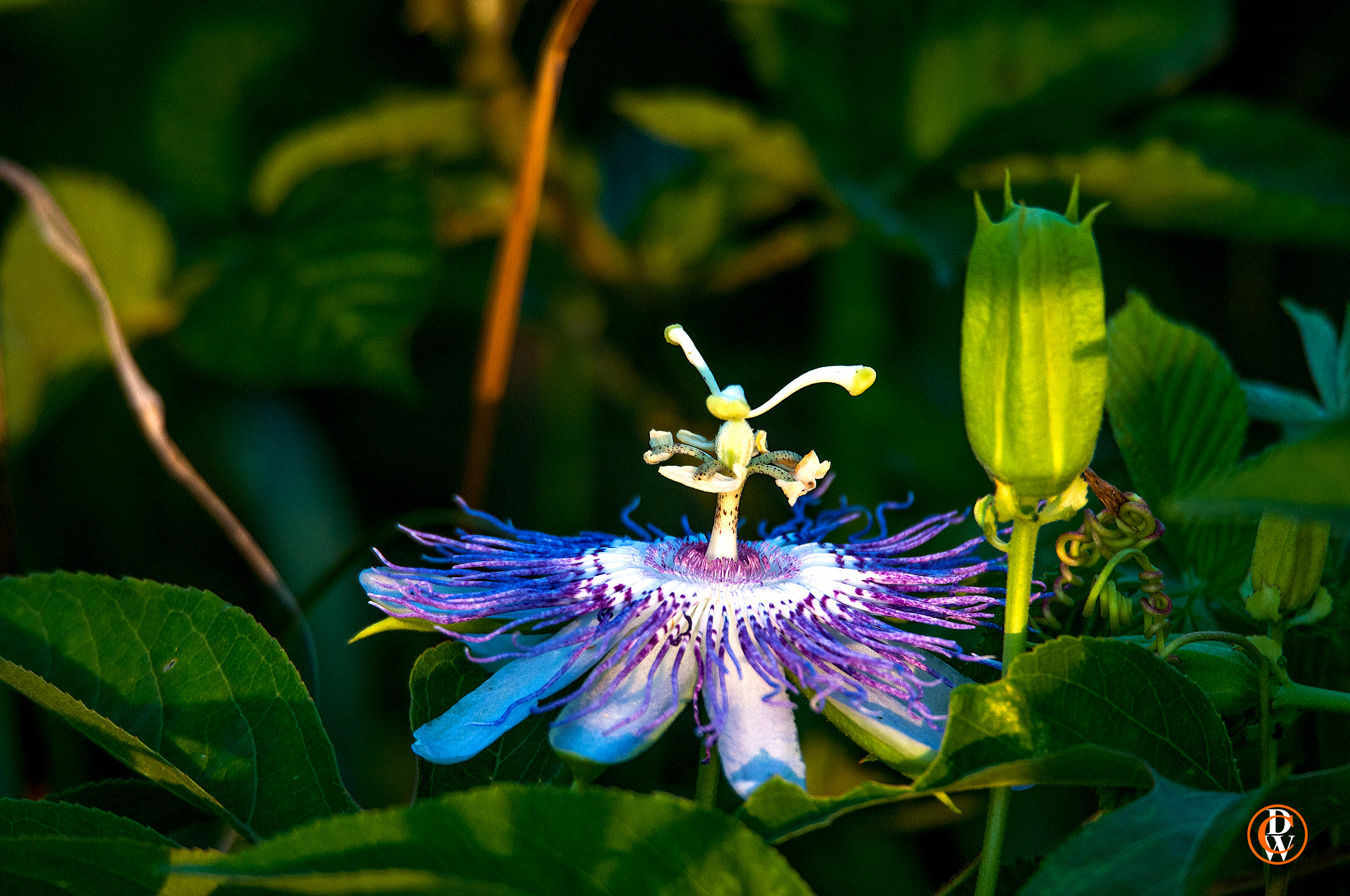 Sigma 150-600mm F5-6.3 DG OS HSM | S sample photo. Cades  cove national park photography photography