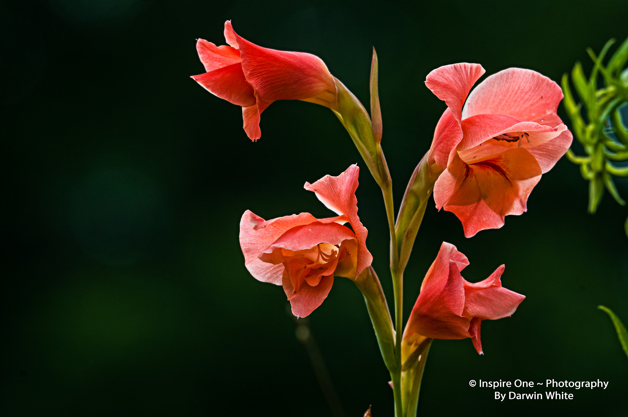 Sigma 150-600mm F5-6.3 DG OS HSM | S sample photo. Cades  cove national park photography photography