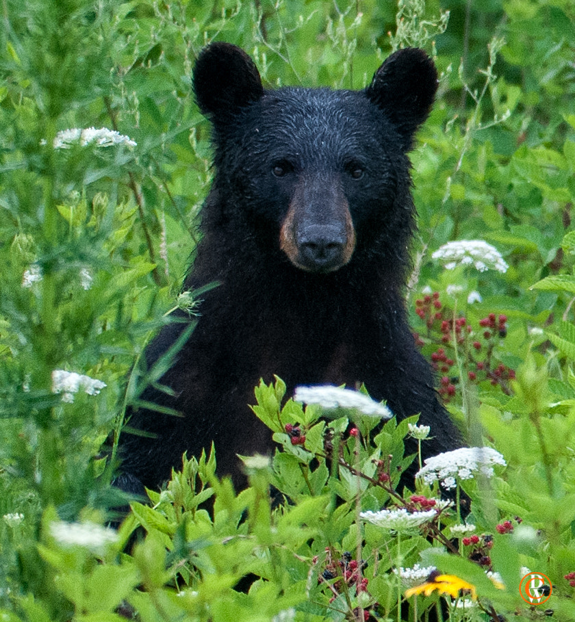 Sigma 150-600mm F5-6.3 DG OS HSM | S sample photo. Cades  cove national park photography photography