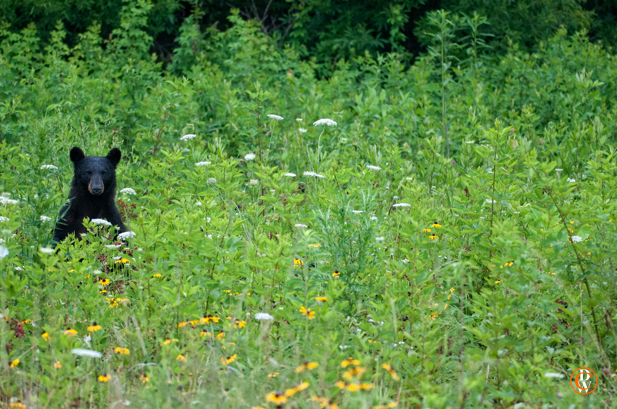 Sigma 150-600mm F5-6.3 DG OS HSM | S sample photo. Cades  cove national park photography photography
