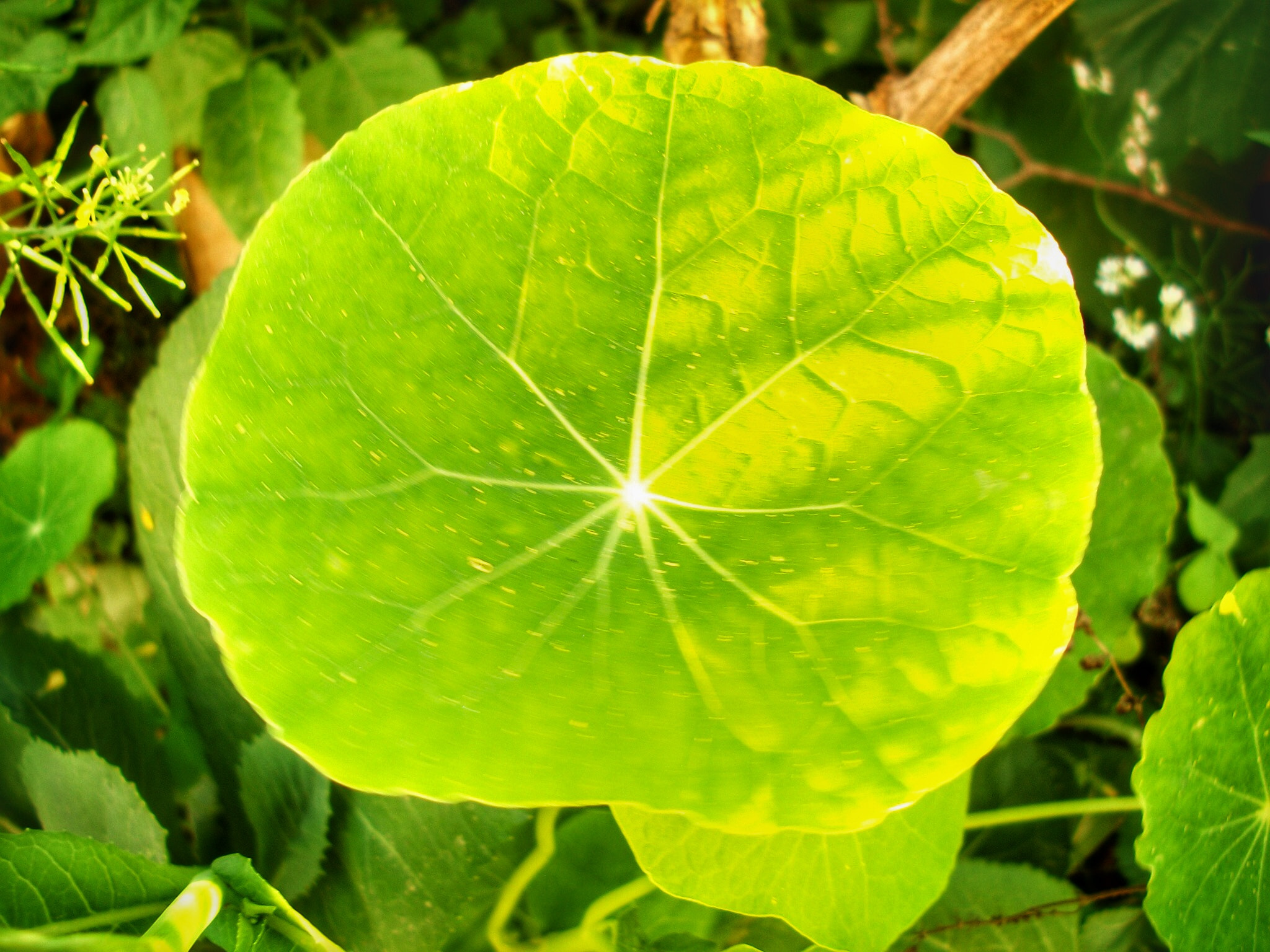 Kodak EASYSHARE M340 DIGITAL CAMERA sample photo. Veins photography