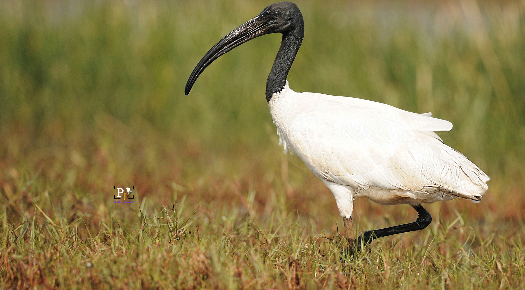 Nikon AF-S Nikkor 800mm F5.6E FL ED VR sample photo. Black headed ibis photography