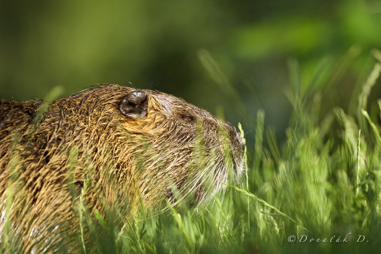 Canon EF 200-400mm F4L IS USM Extender 1.4x sample photo. Nutrie říční (myocastor coypus) photography