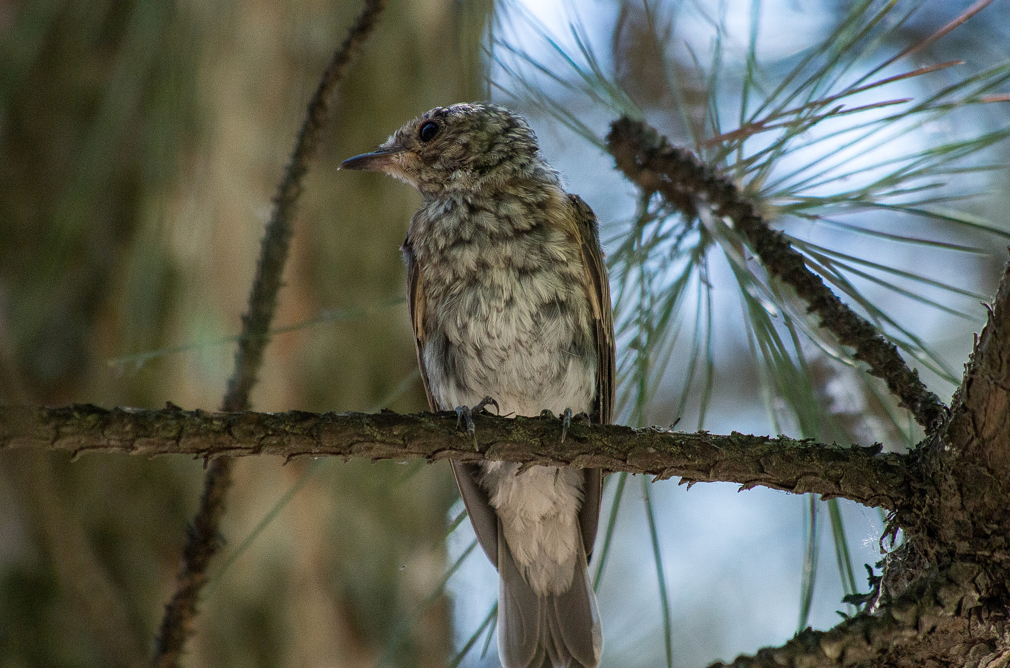 Pentax K-30 sample photo. The young whinchat // saxicola rubetra photography