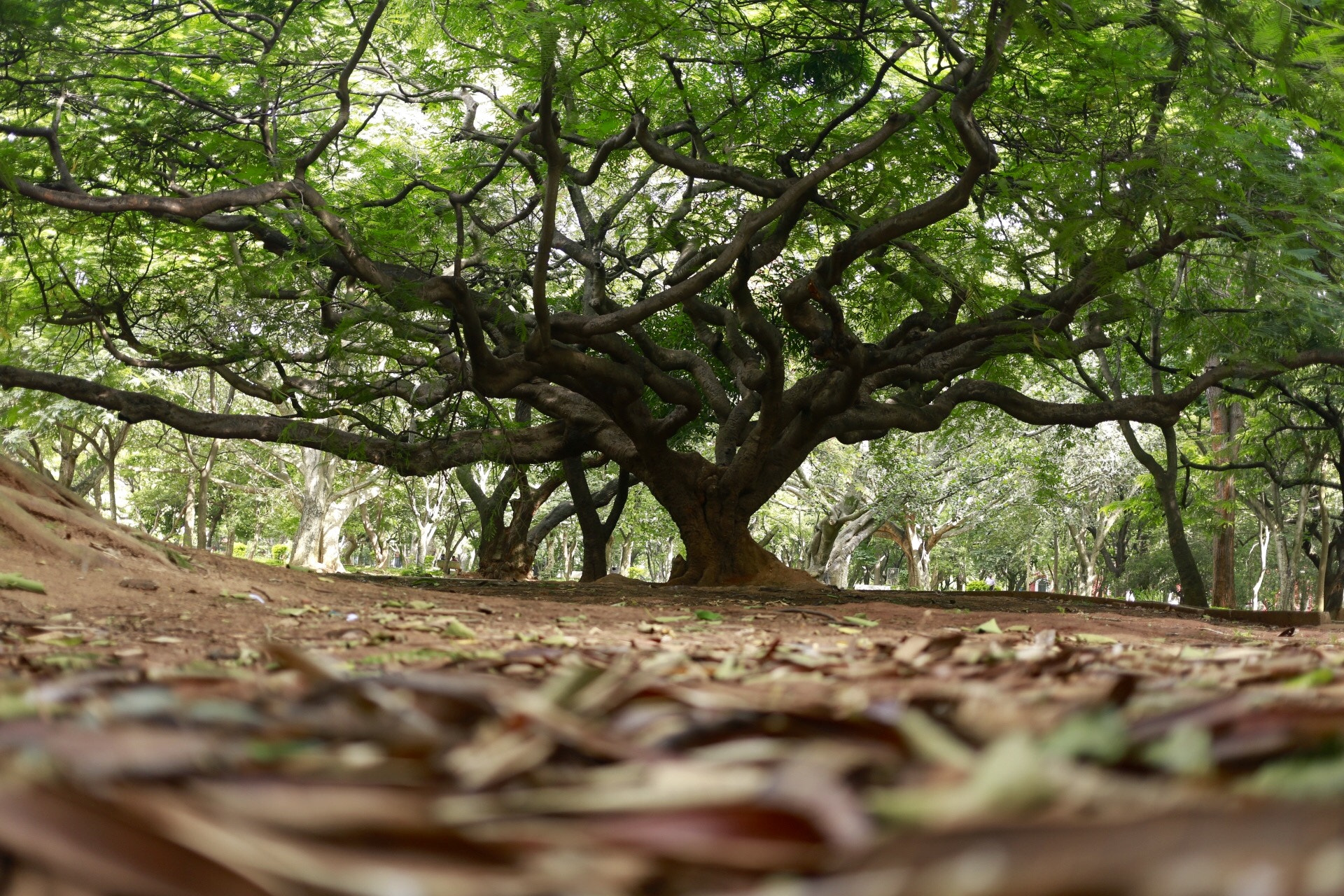 Canon EF 40mm F2.8 STM sample photo. It's complicated... :) photography