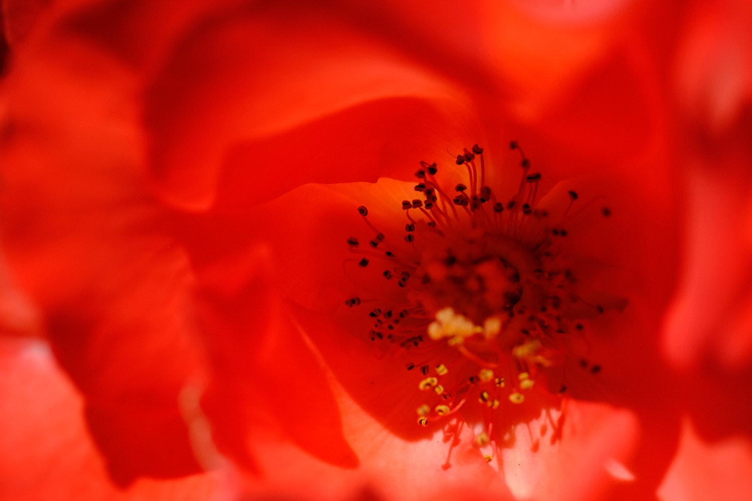 Fujifilm X-Pro2 + Fujifilm XF 60mm F2.4 R Macro sample photo