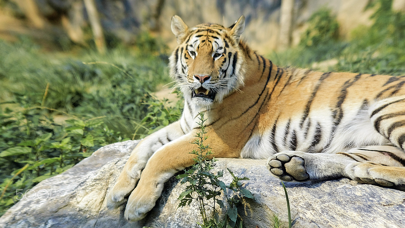Sigma 70-300mm F4-5.6 APO DG Macro sample photo. Siberian tiger photography