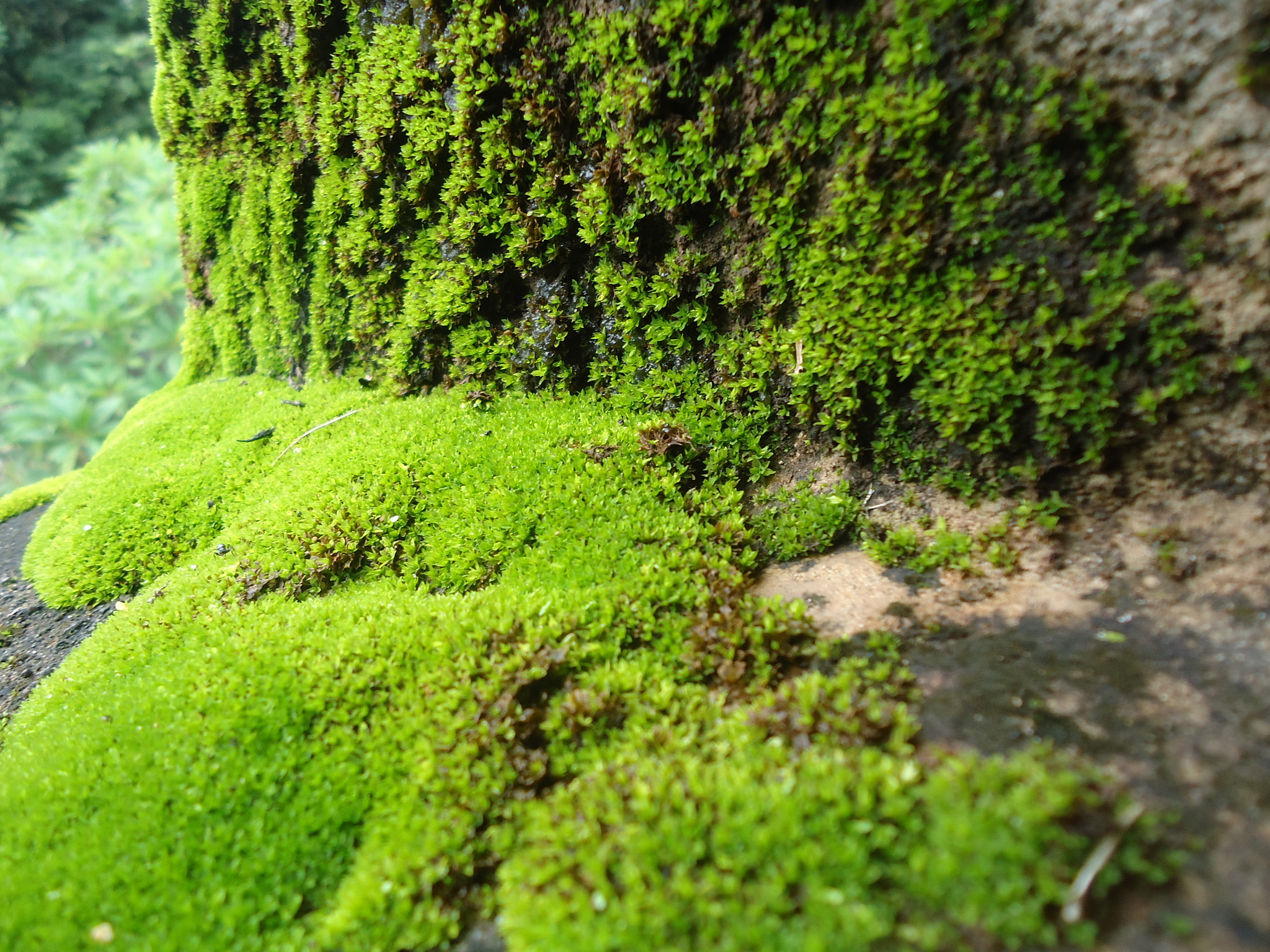 Sony Cyber-shot DSC-W330 sample photo. So fresh photography