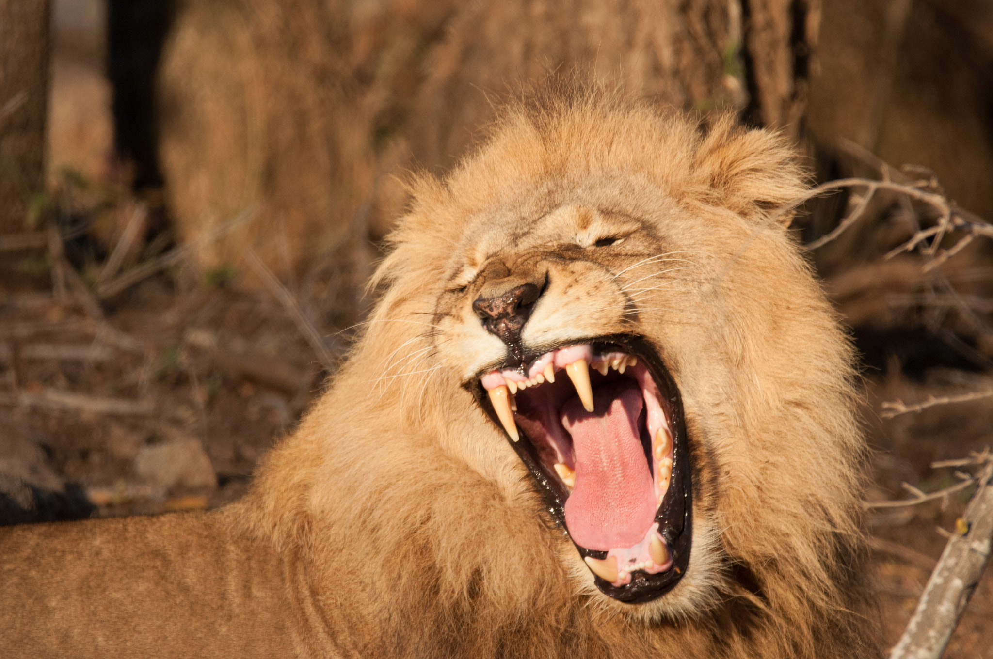 Sigma 150-600mm F5-6.3 DG OS HSM | C sample photo. Waking up photography