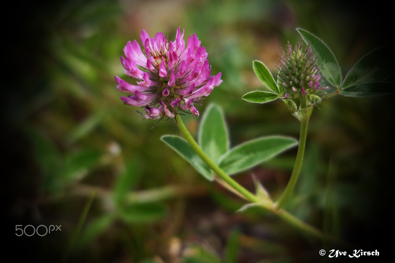 Sigma 150-500mm F5-6.3 DG OS HSM sample photo. Red clover photography