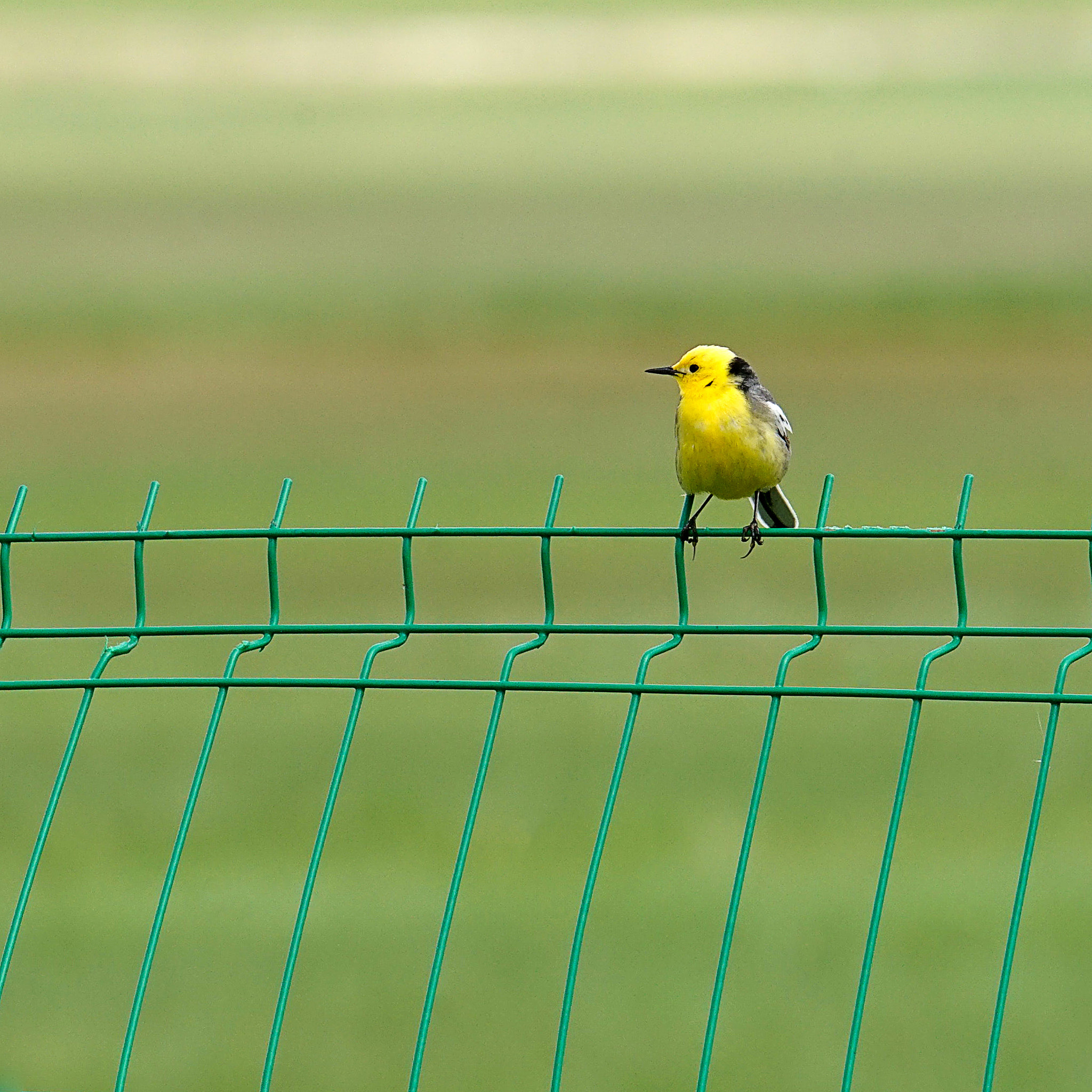Sony 70-400mm F4-5.6 G SSM II sample photo. 草原的小黄鸟（内蒙古) photography