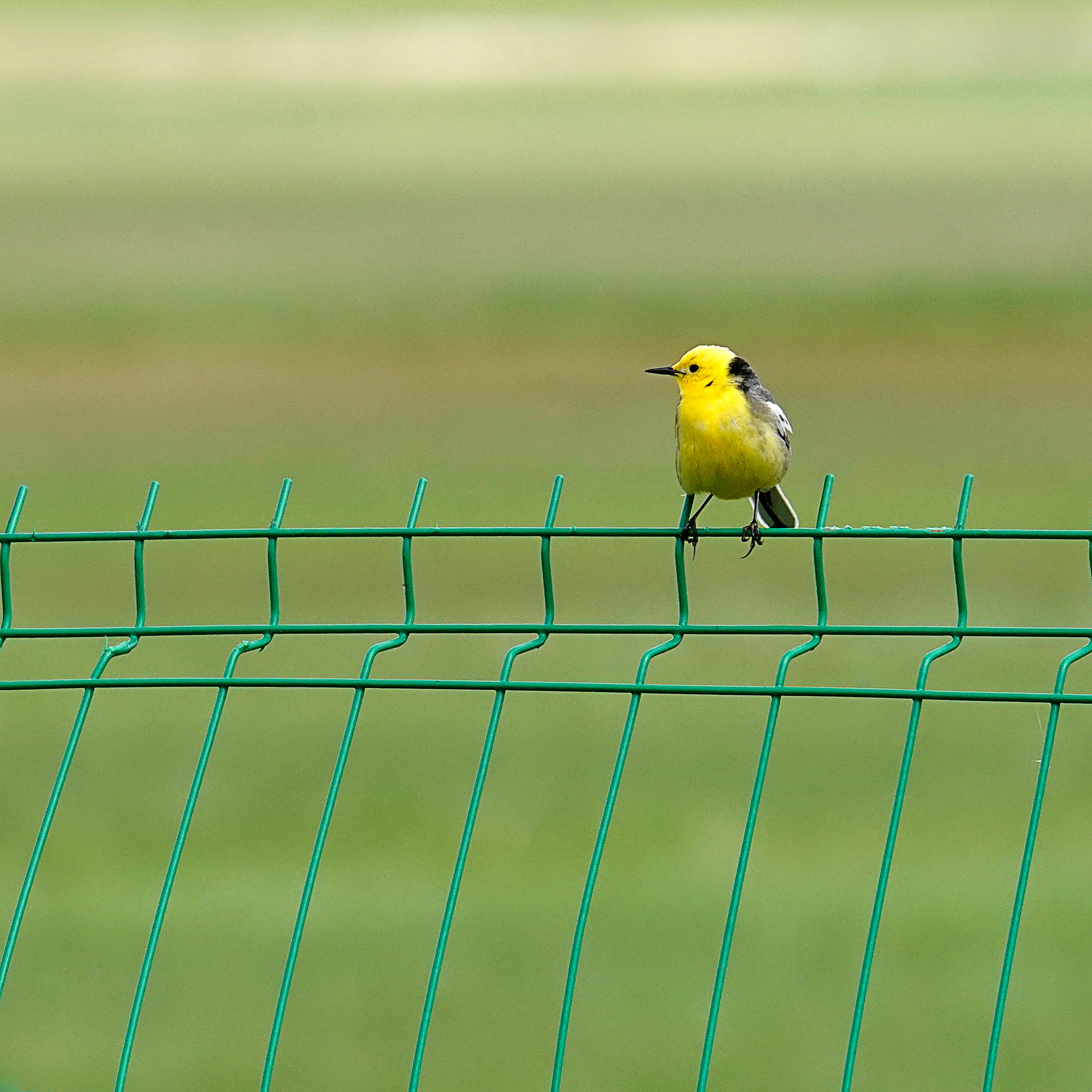 Sony a7 II + Sony 70-400mm F4-5.6 G SSM II sample photo. 草原的小黄鸟（内蒙古) photography