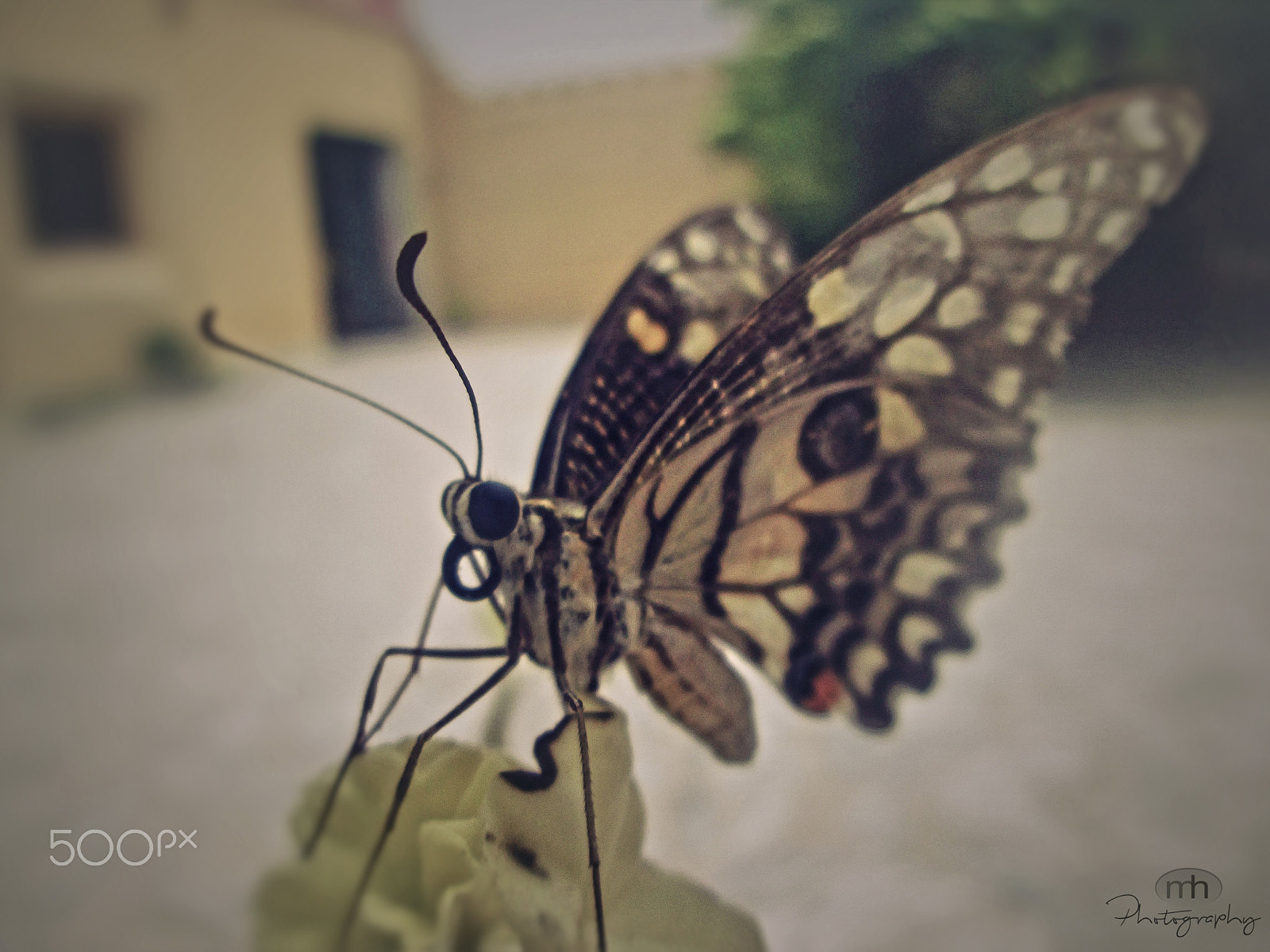 Canon POWERSHOT A2600 sample photo. Butterfly click by mhassan photography