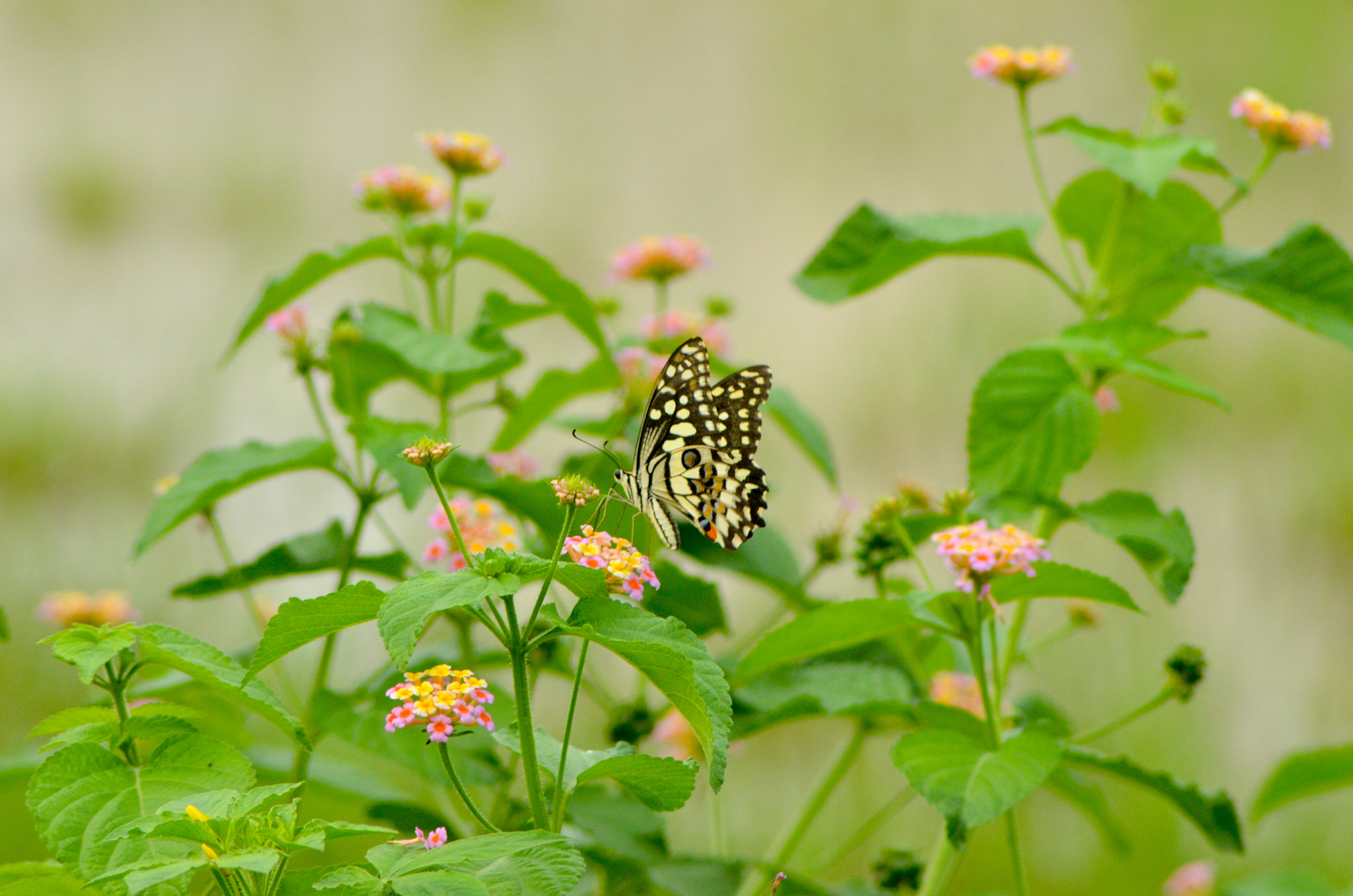 FSA-L2, EDG 65, 800mm F13 G sample photo. Butterfly white photography