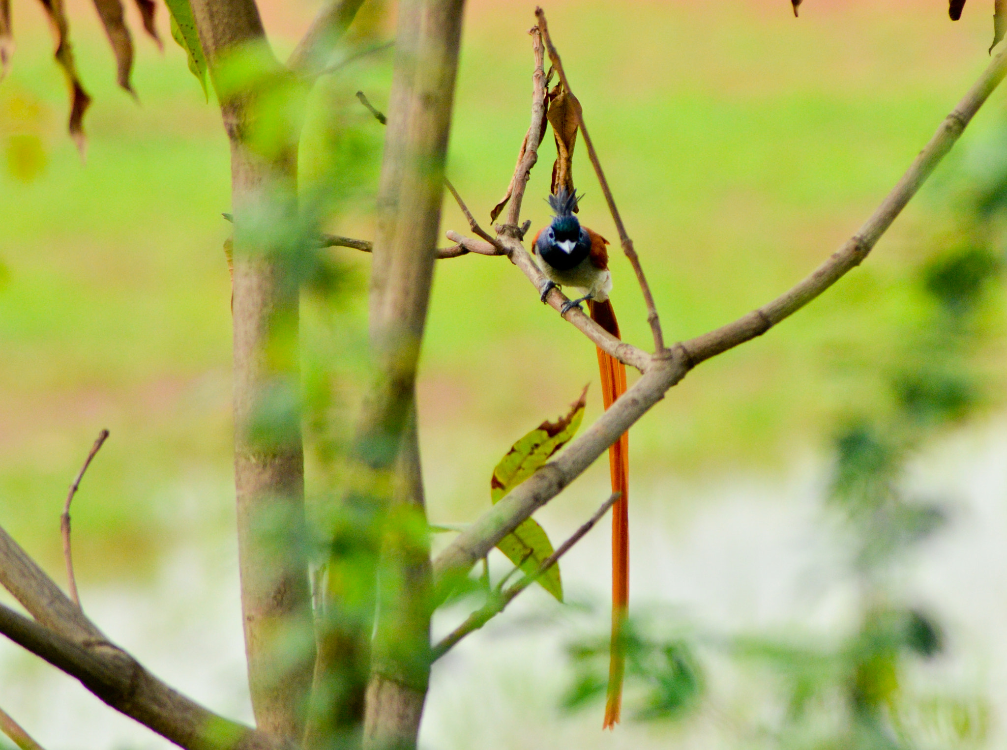 Sigma 70-200mm F2.8 EX DG Macro HSM II sample photo. Paradise fly catcher photography