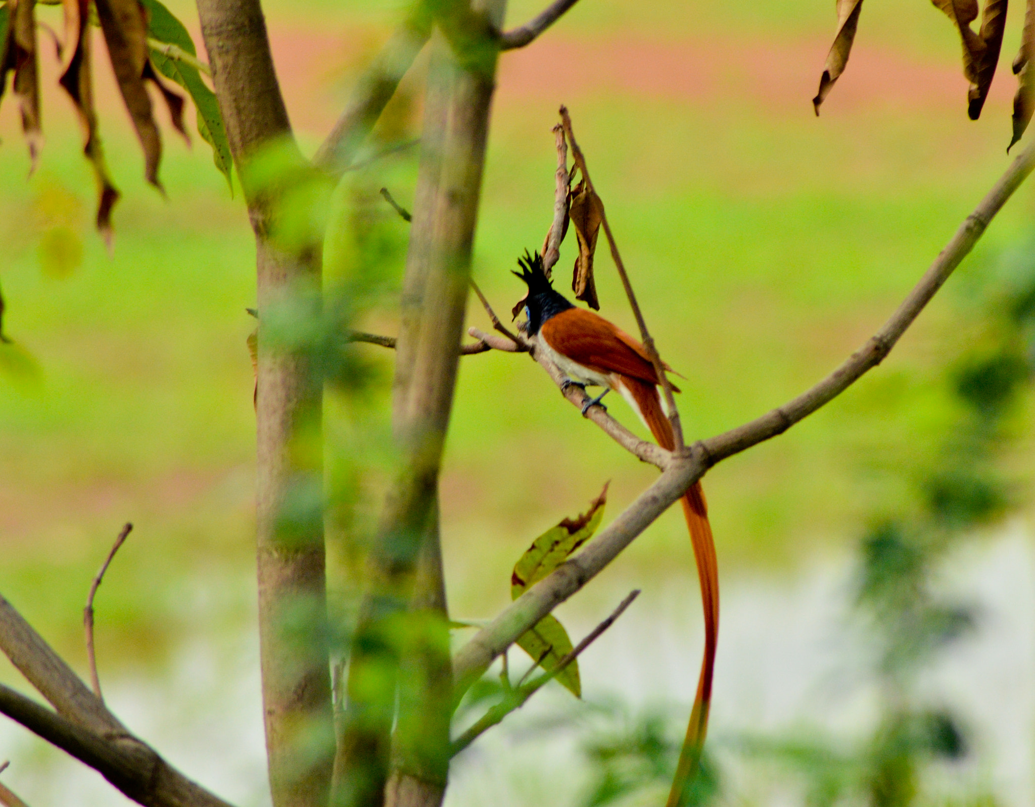 Nikon D5100 + AF Zoom-Nikkor 24-50mm f/3.3-4.5 sample photo. Paradise fly catcher photography