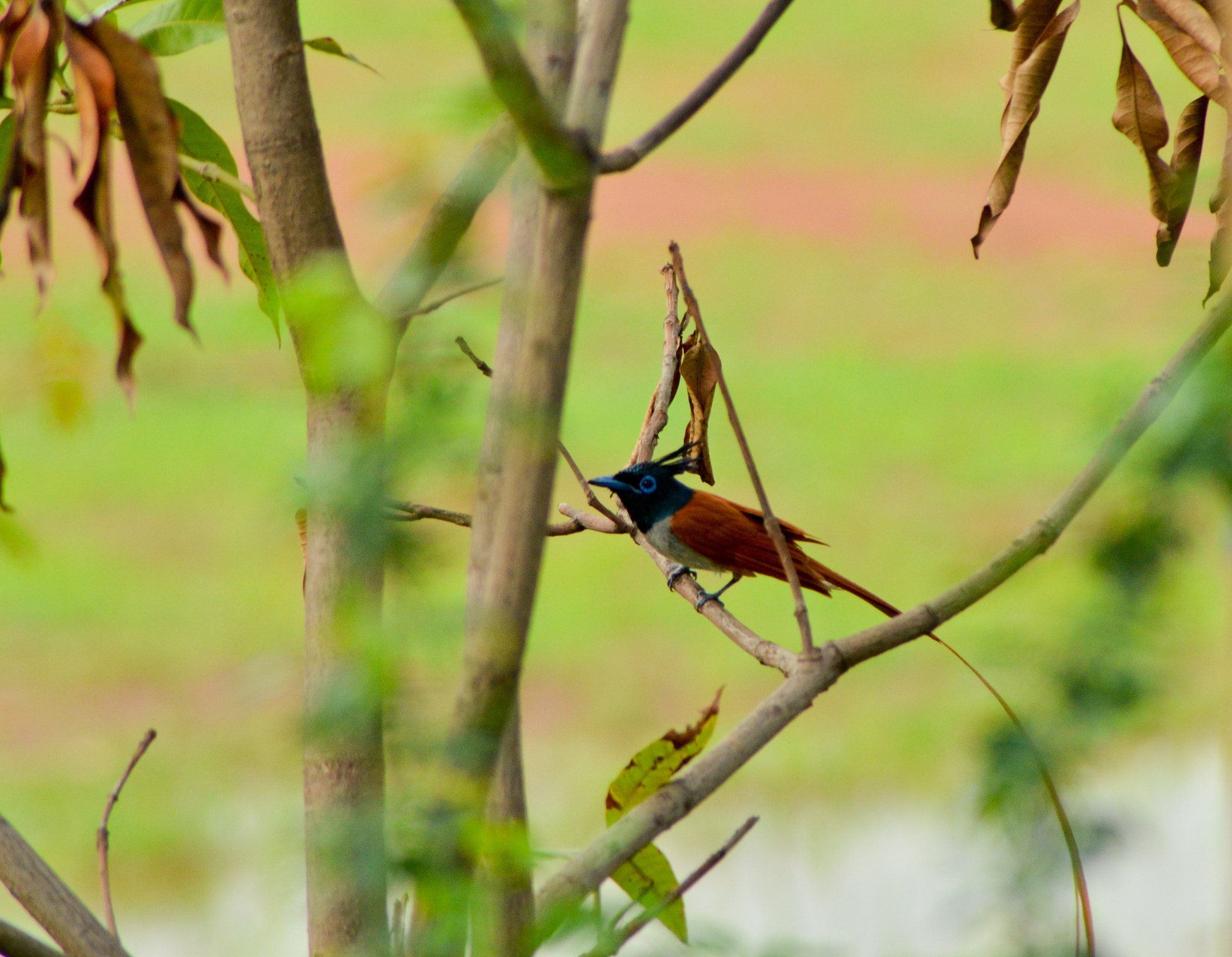 AF Nikkor 50mm f/1.8 N + 1.4x sample photo. Paradise fly catcher photography