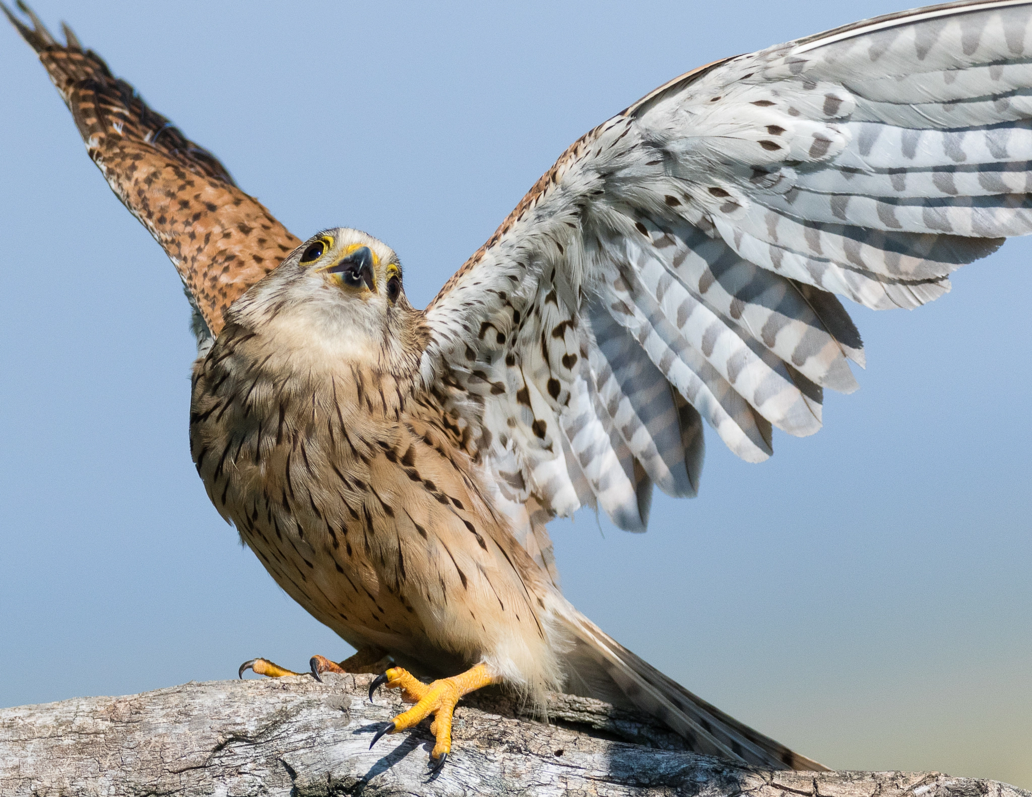 Canon EF 600mm f/4L IS sample photo. I love you .... photography