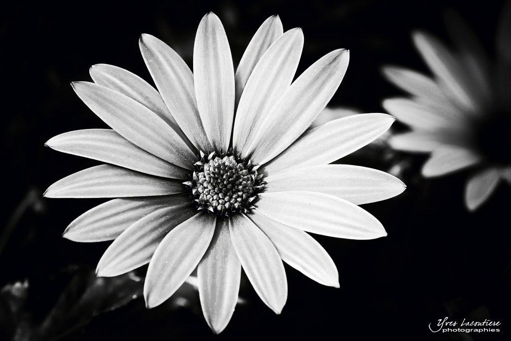 Nikon D80 + Nikon AF-S Micro-Nikkor 105mm F2.8G IF-ED VR sample photo. Osteospermum photography