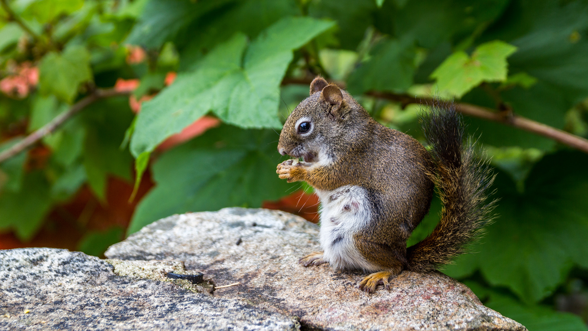 Sigma 18-50mm f/2.8 Macro sample photo. Snack time photography