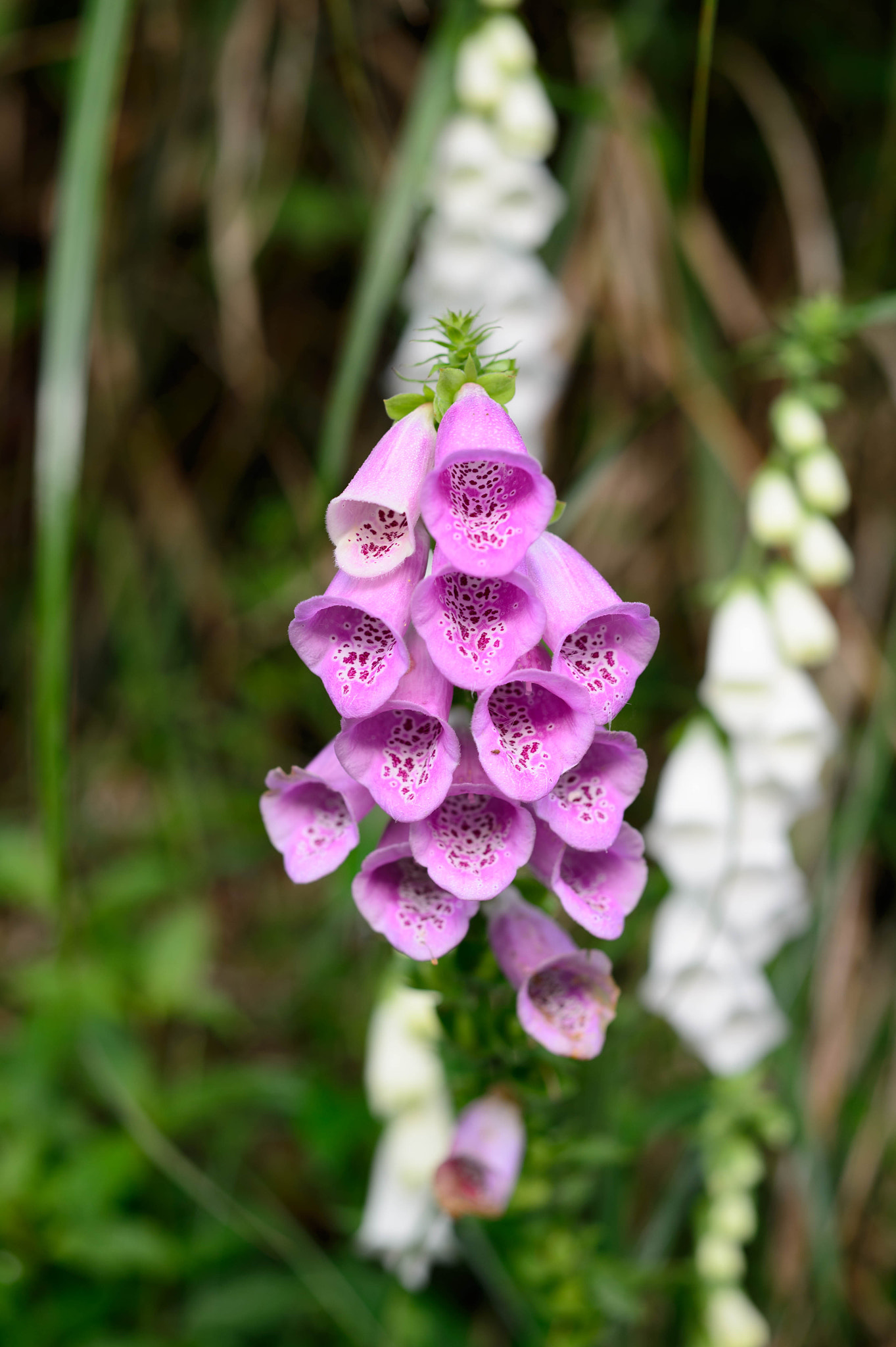 Nikon Df + ZEISS Makro-Planar T* 50mm F2 sample photo. 毛地黃((digitalis purpurea) photography
